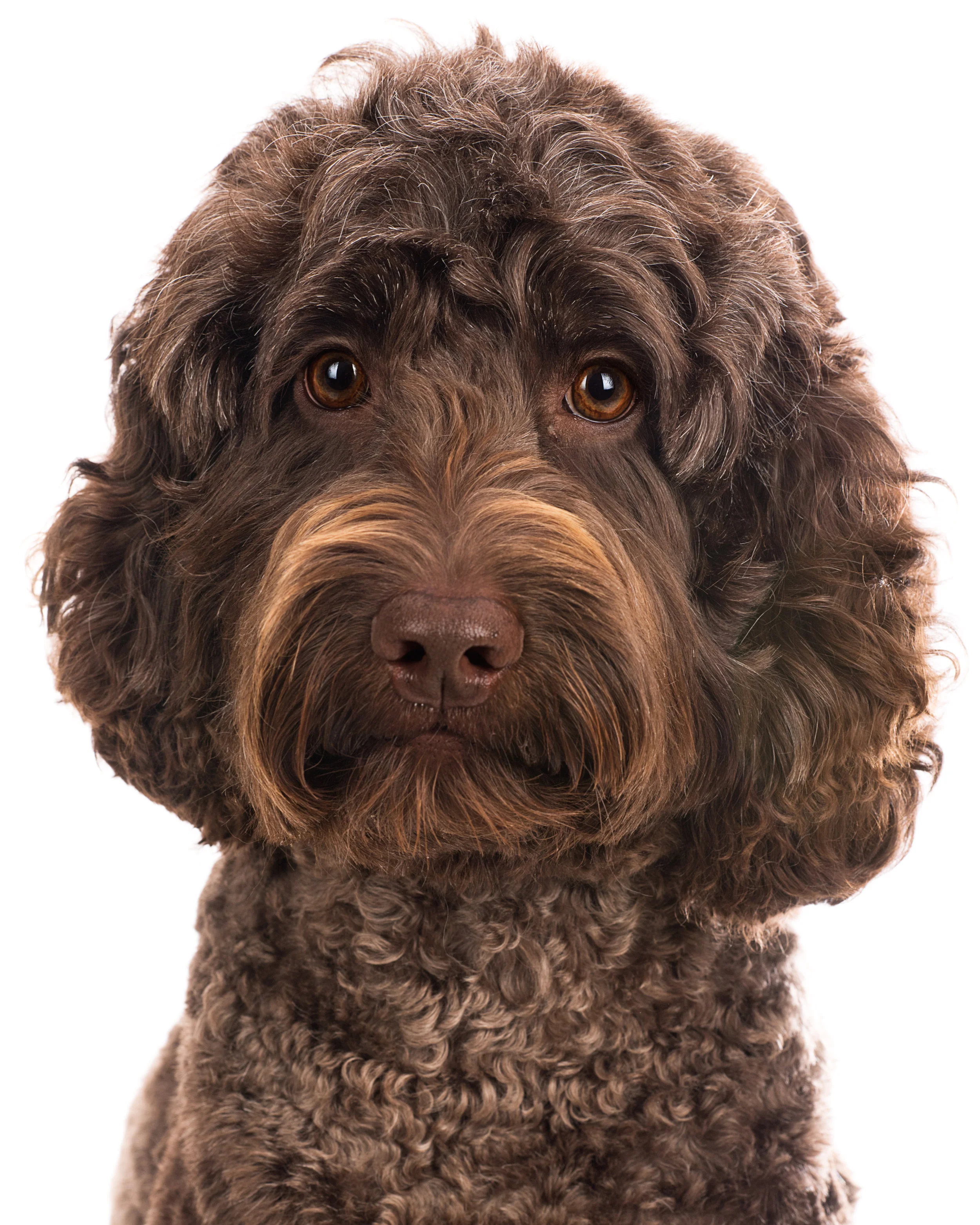 DOG-18.jpg