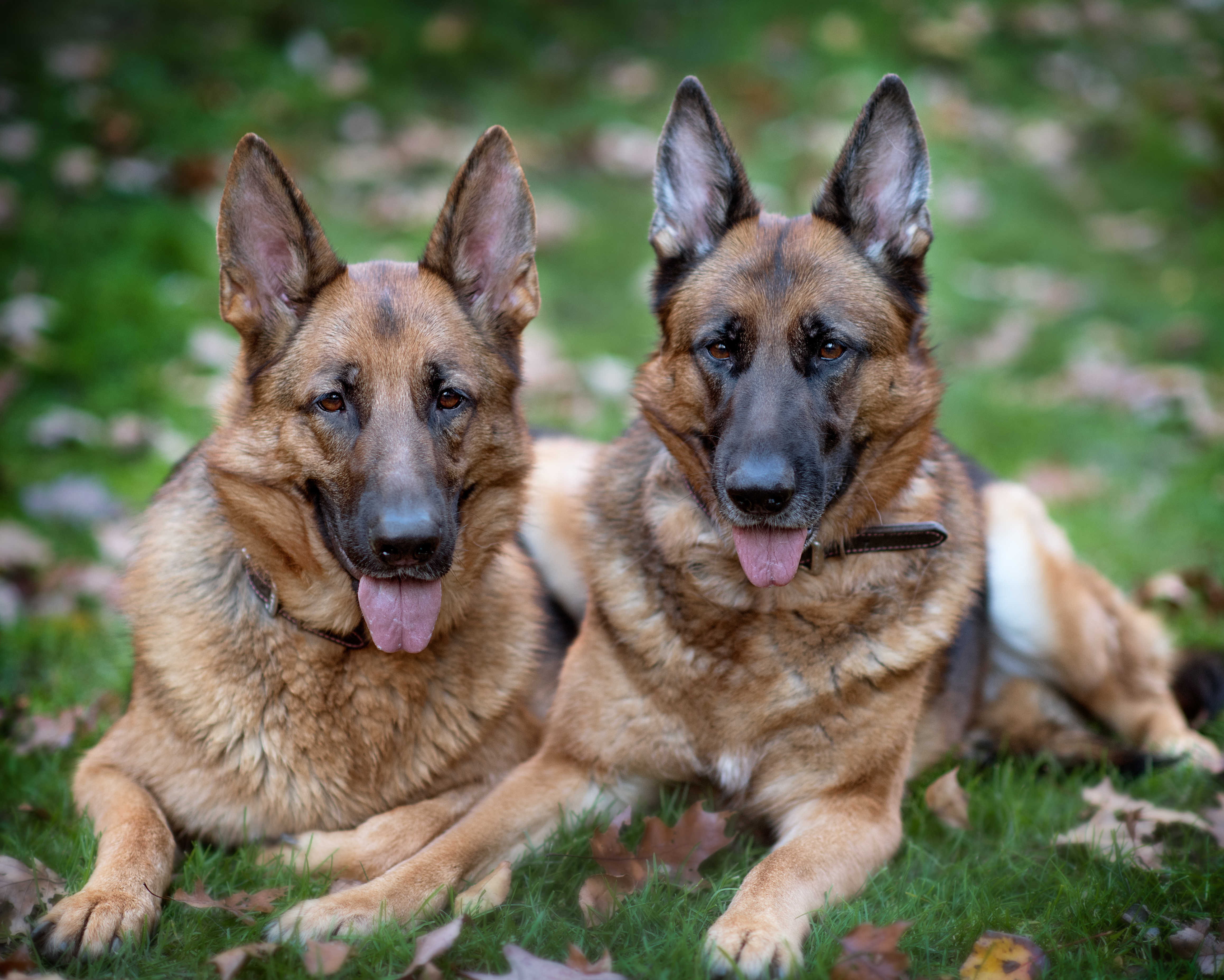 DOG-23.jpg