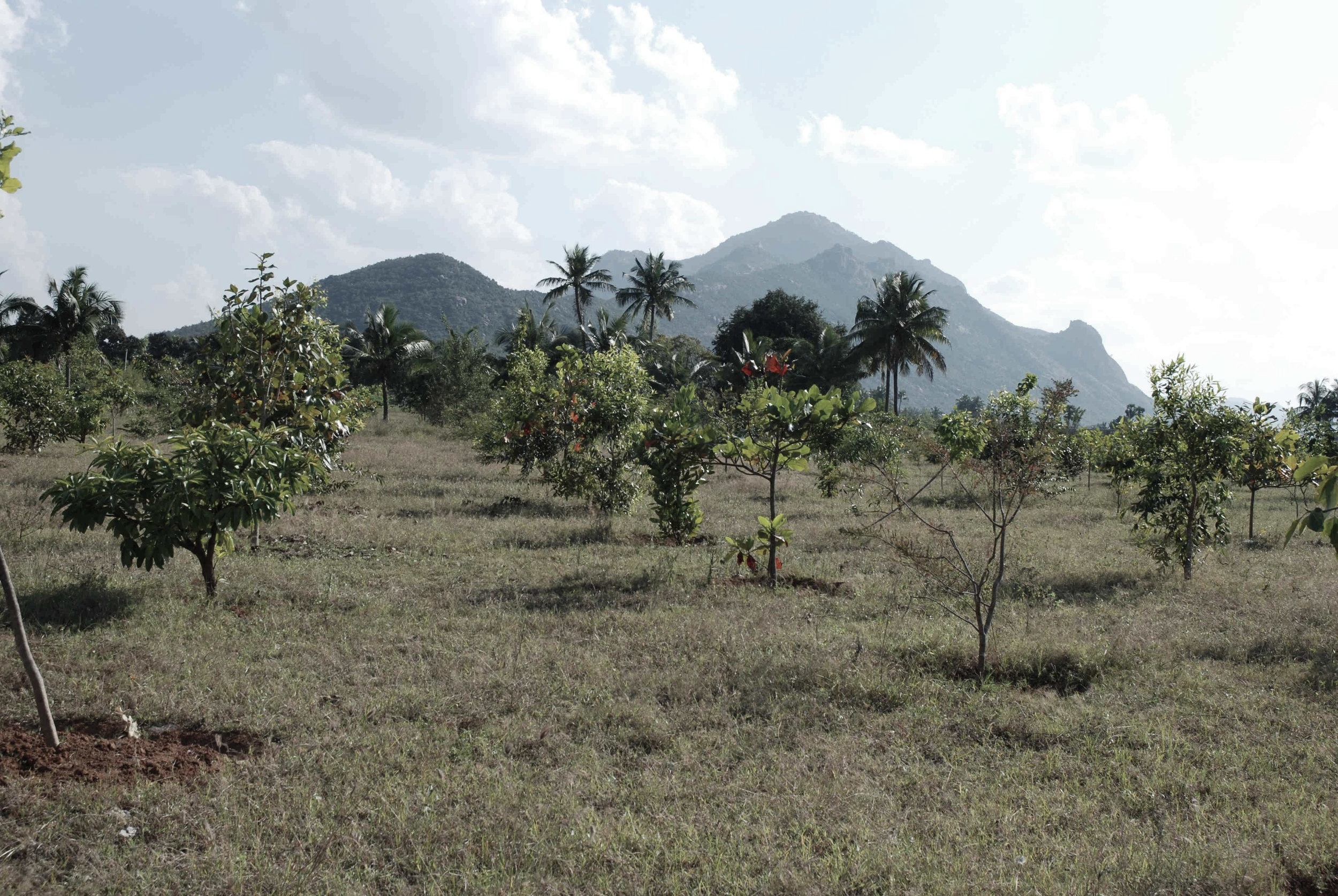 tree planting_green belt.jpg