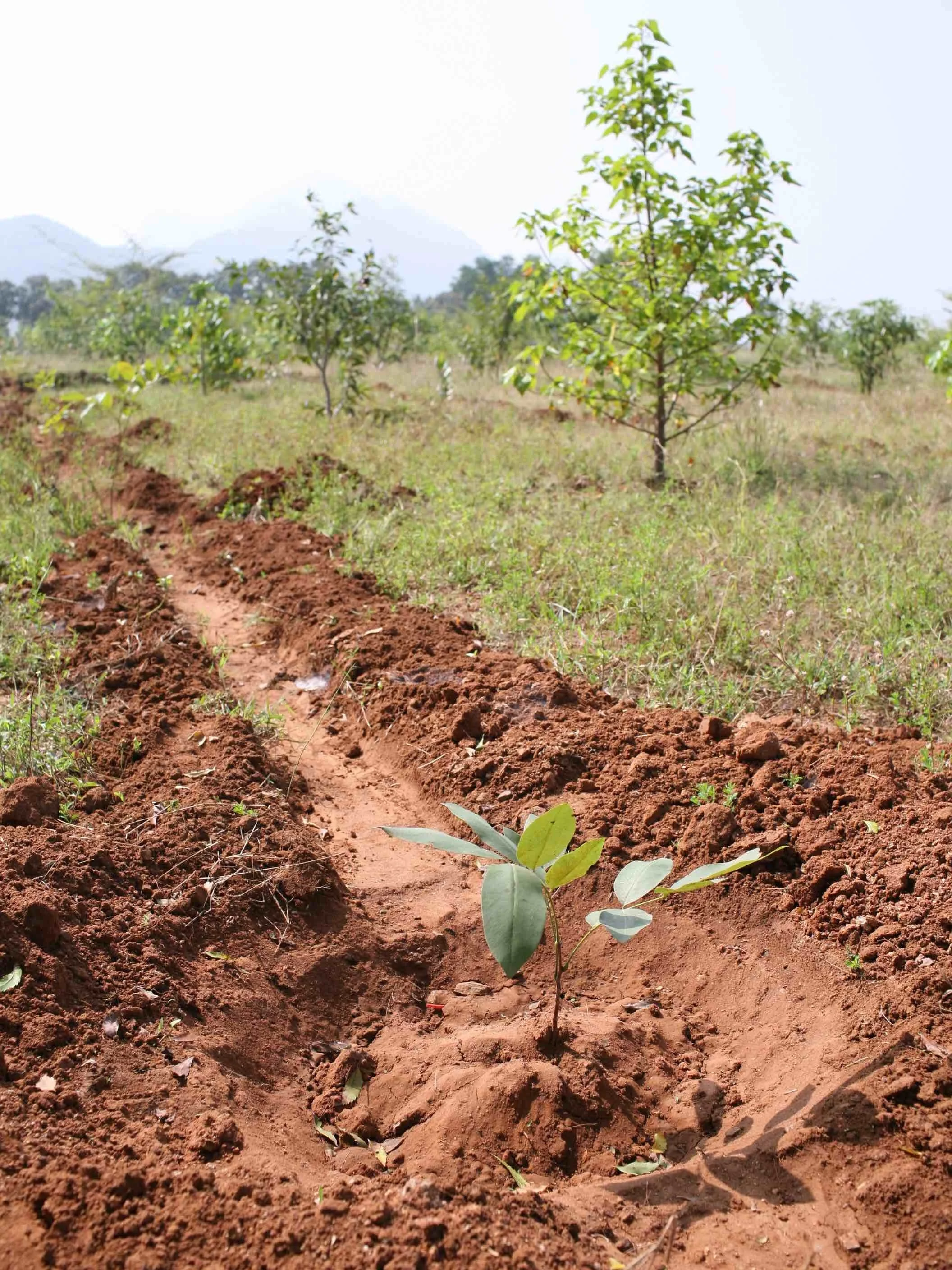 Planting native trees as part of the Green Belt