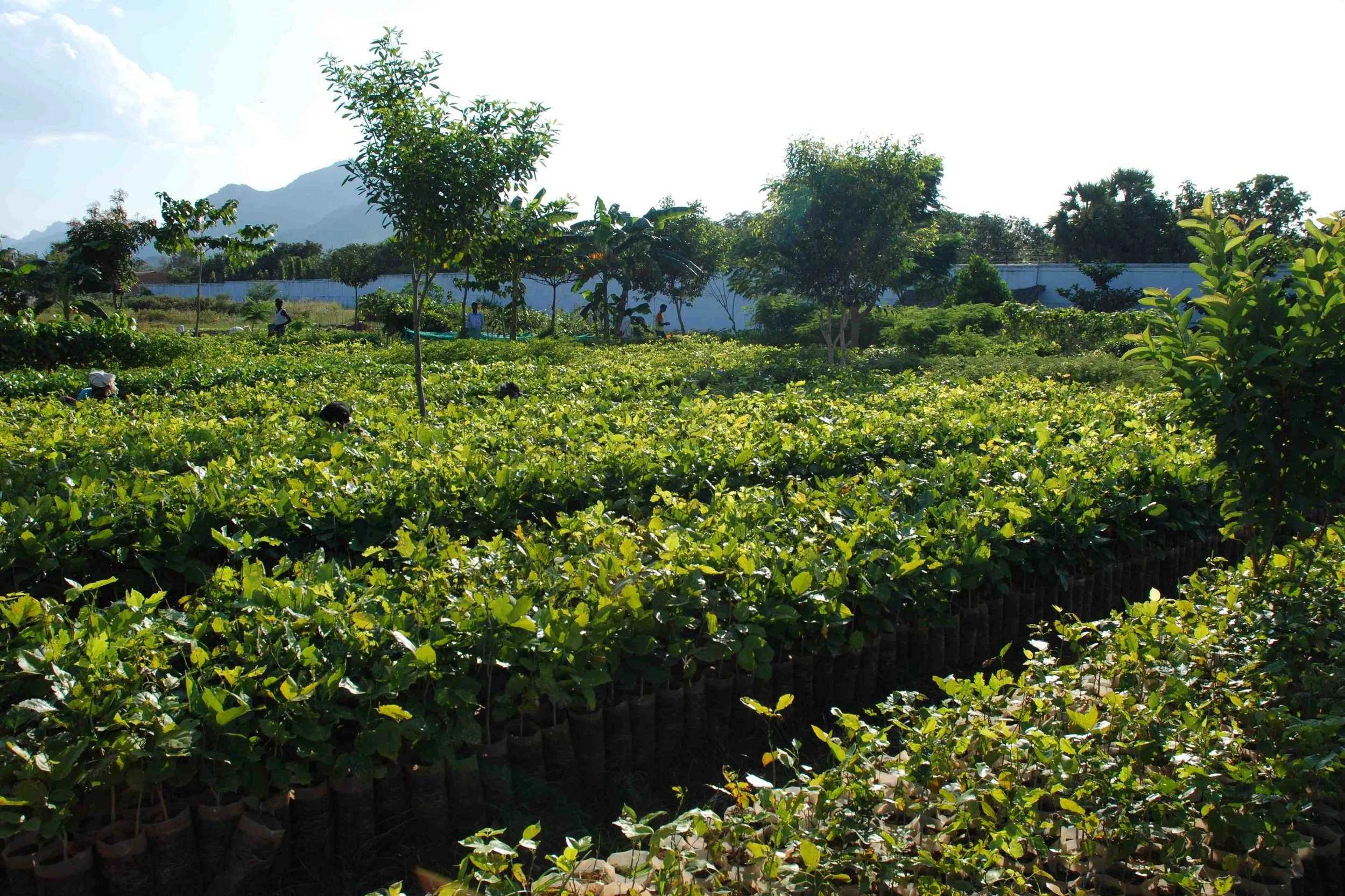 Green Sakthi Tree Nursery, home to native saplings of South India.