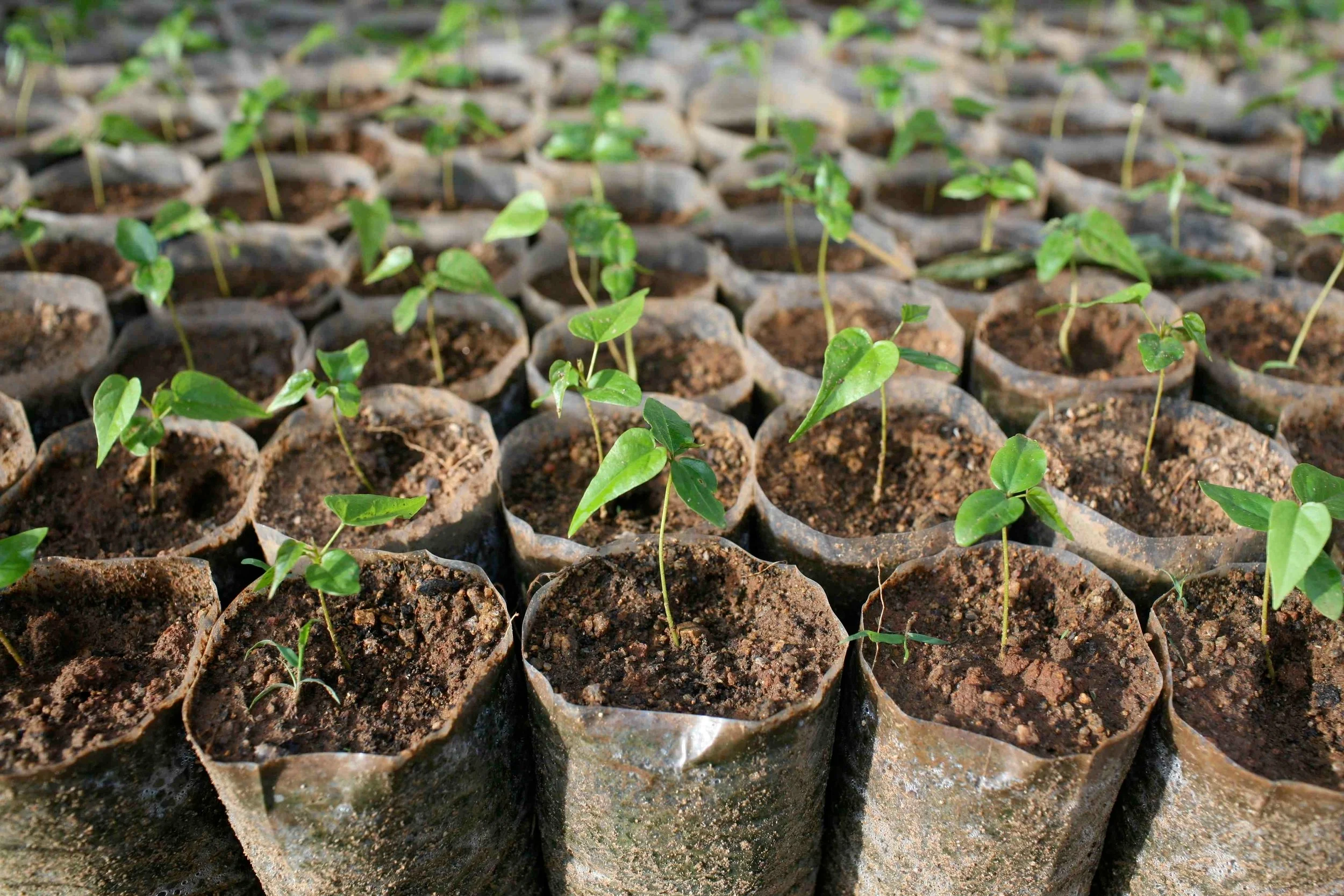 Every seed becomes a tree for Mother Earth.
