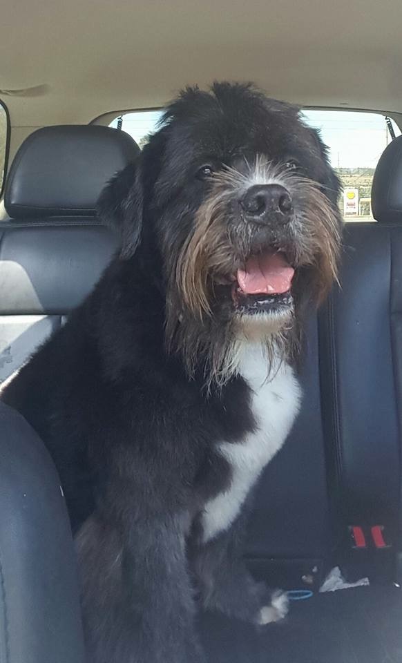 National Certified Master Groomer in Humble, Texas — Makeover Rover