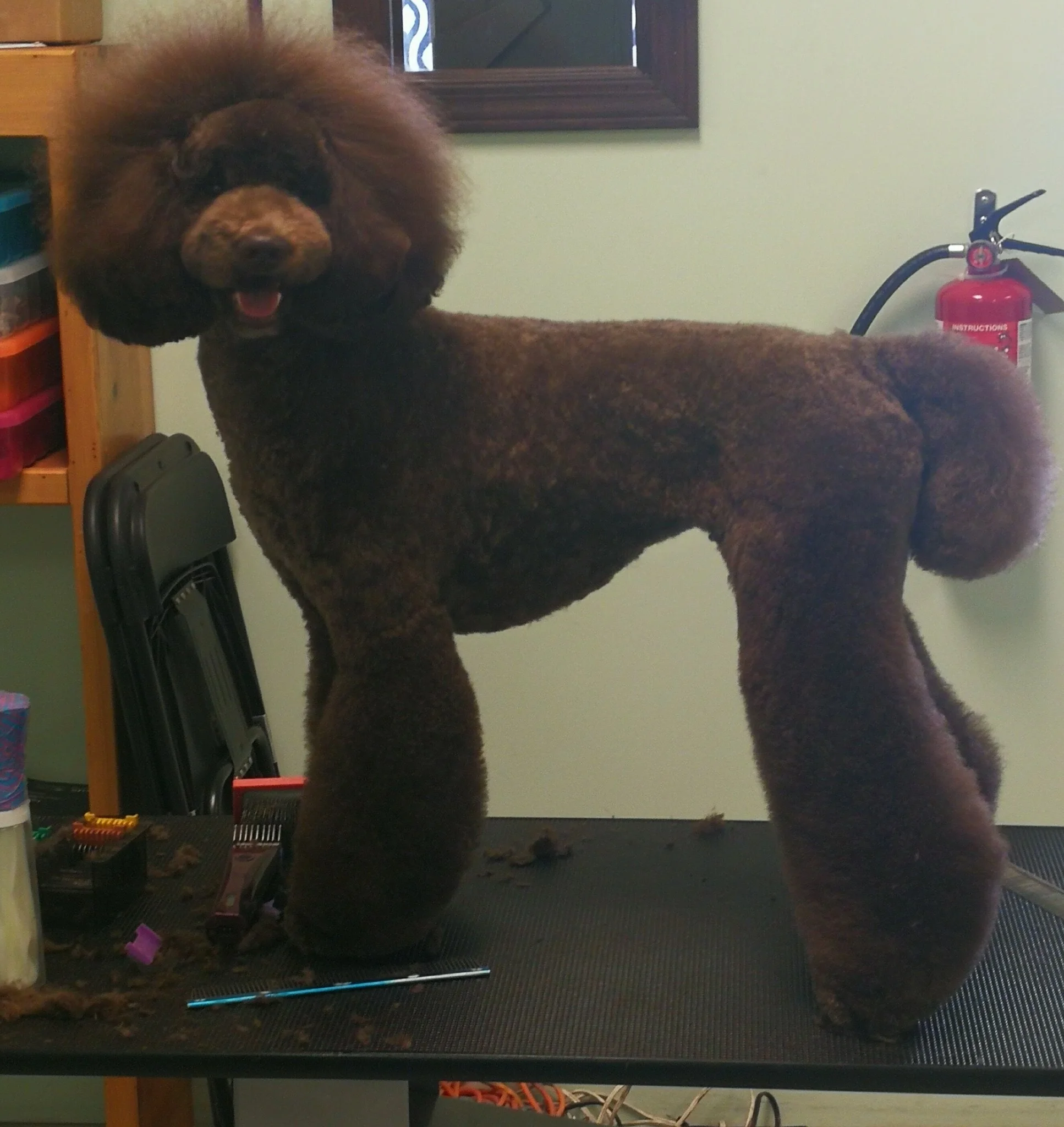 asian grooming poodle