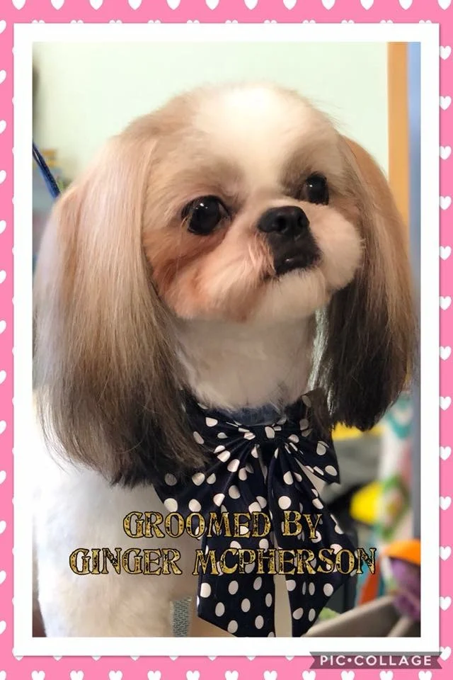 shih tzu round face cut