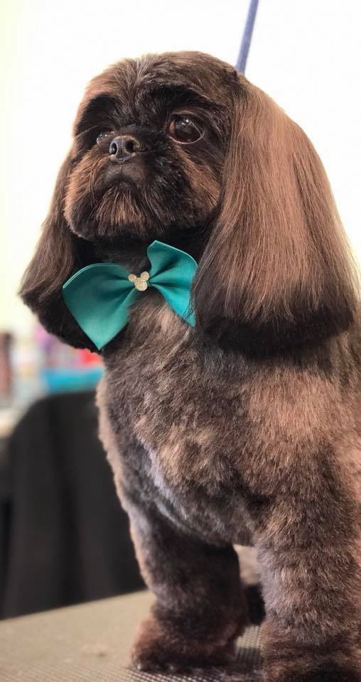 shih tzu teddy bear face