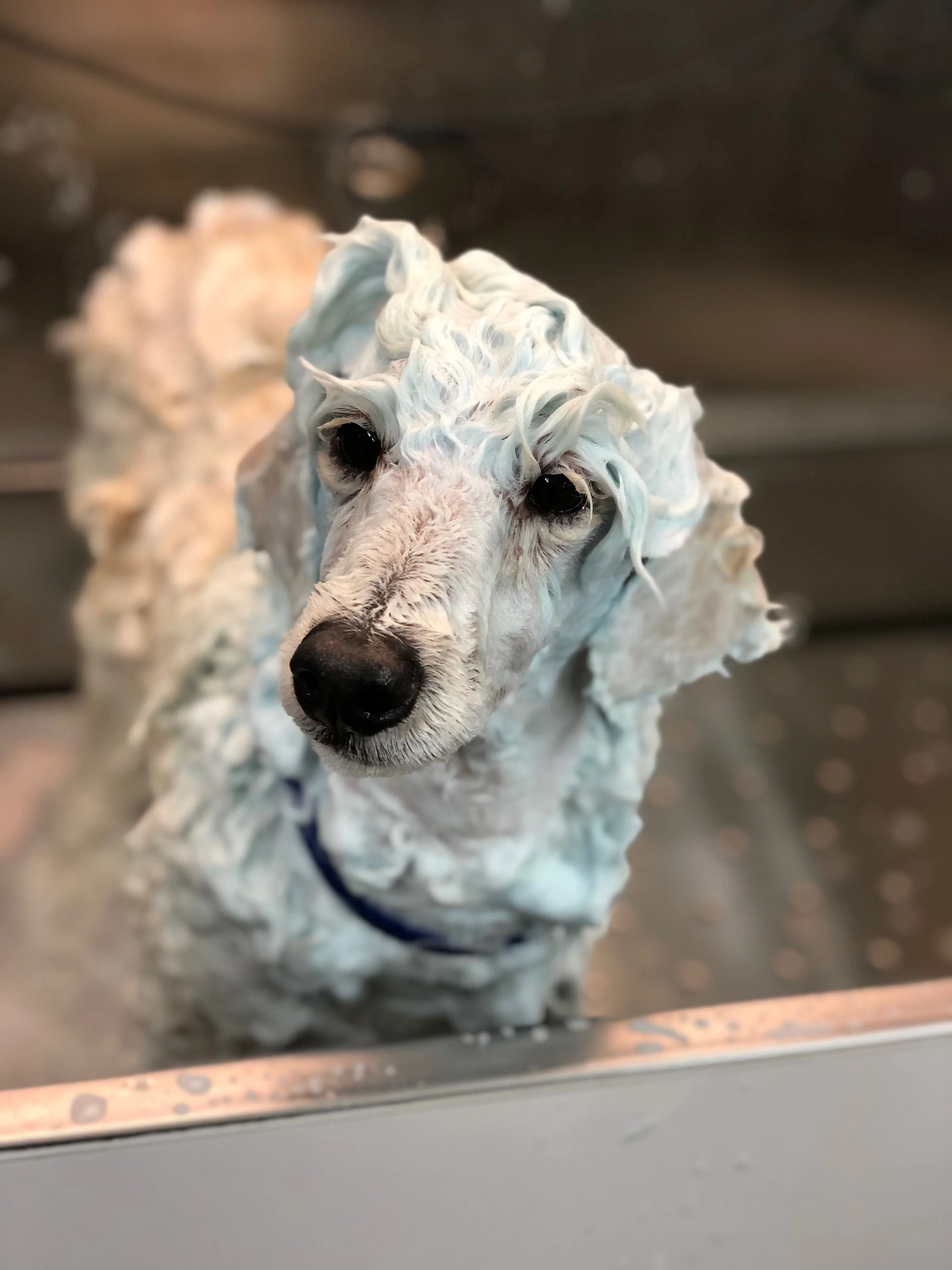 How Much Does Mobile Dog Grooming Cost