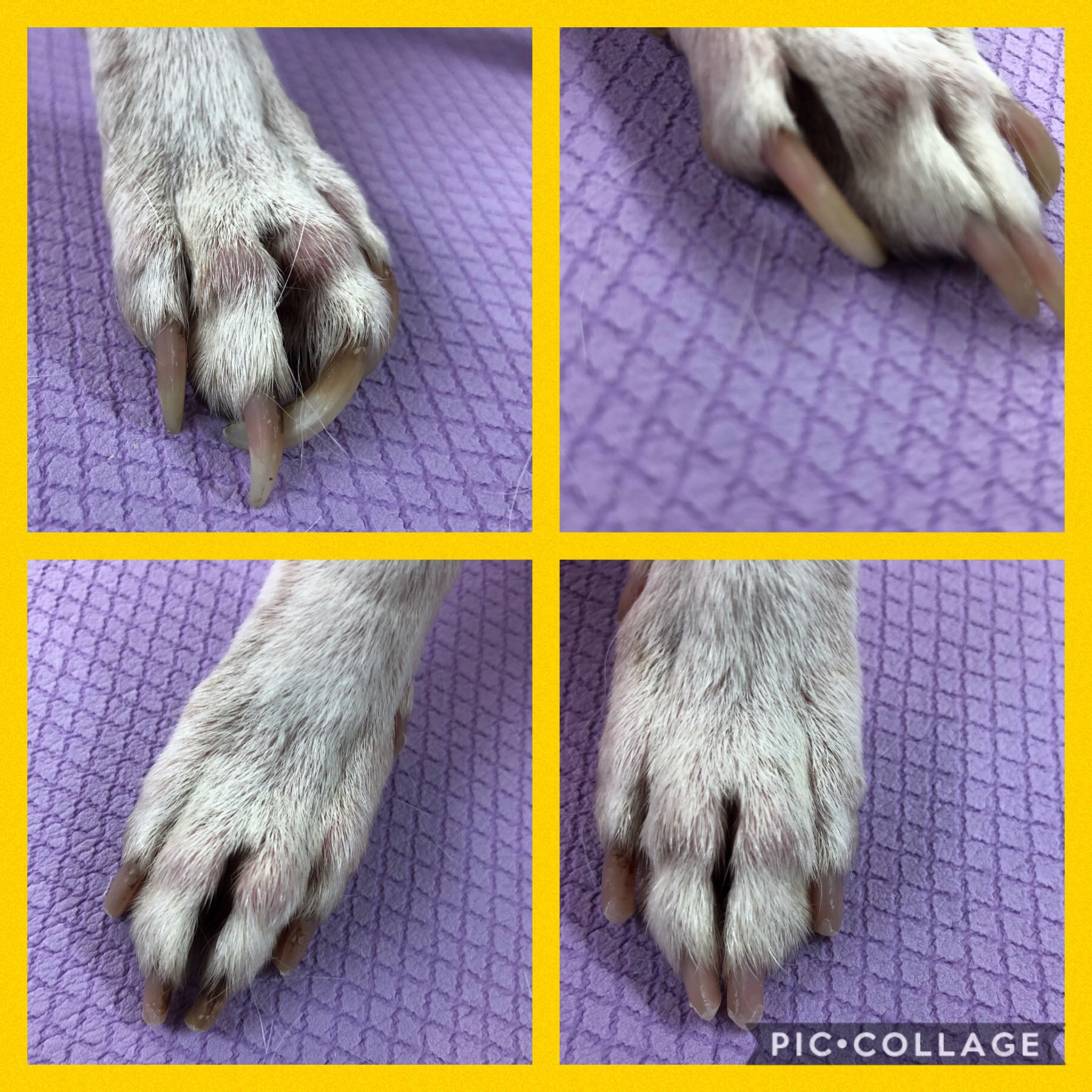 The Importance of Nail Maintenance for Your Dog. — Makeover Rover