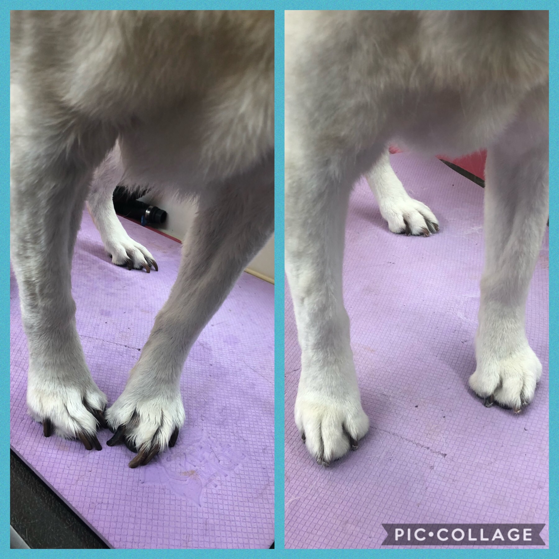 The Importance of Nail Maintenance for Your Dog. — Makeover Rover