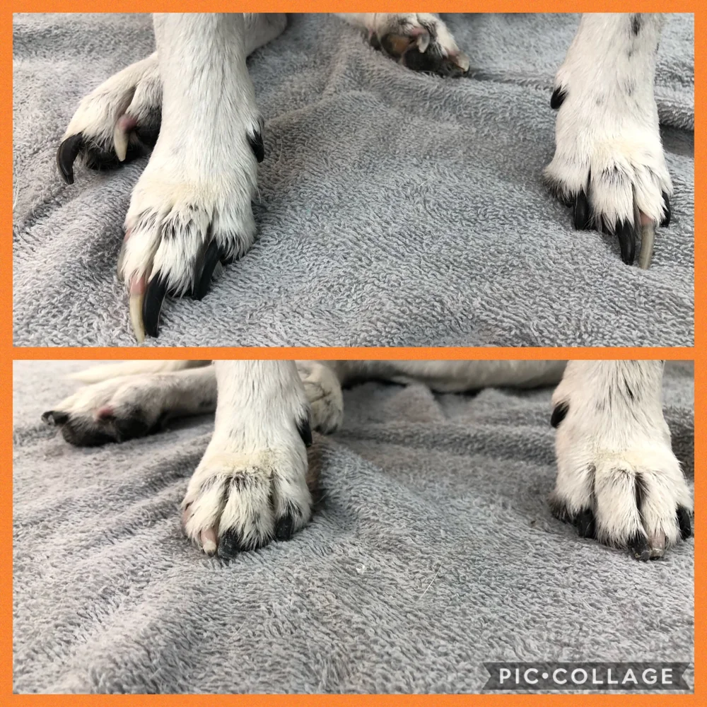 Why Are My Dogs Nails So Long