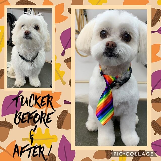 How Do You Trim A Maltese Face