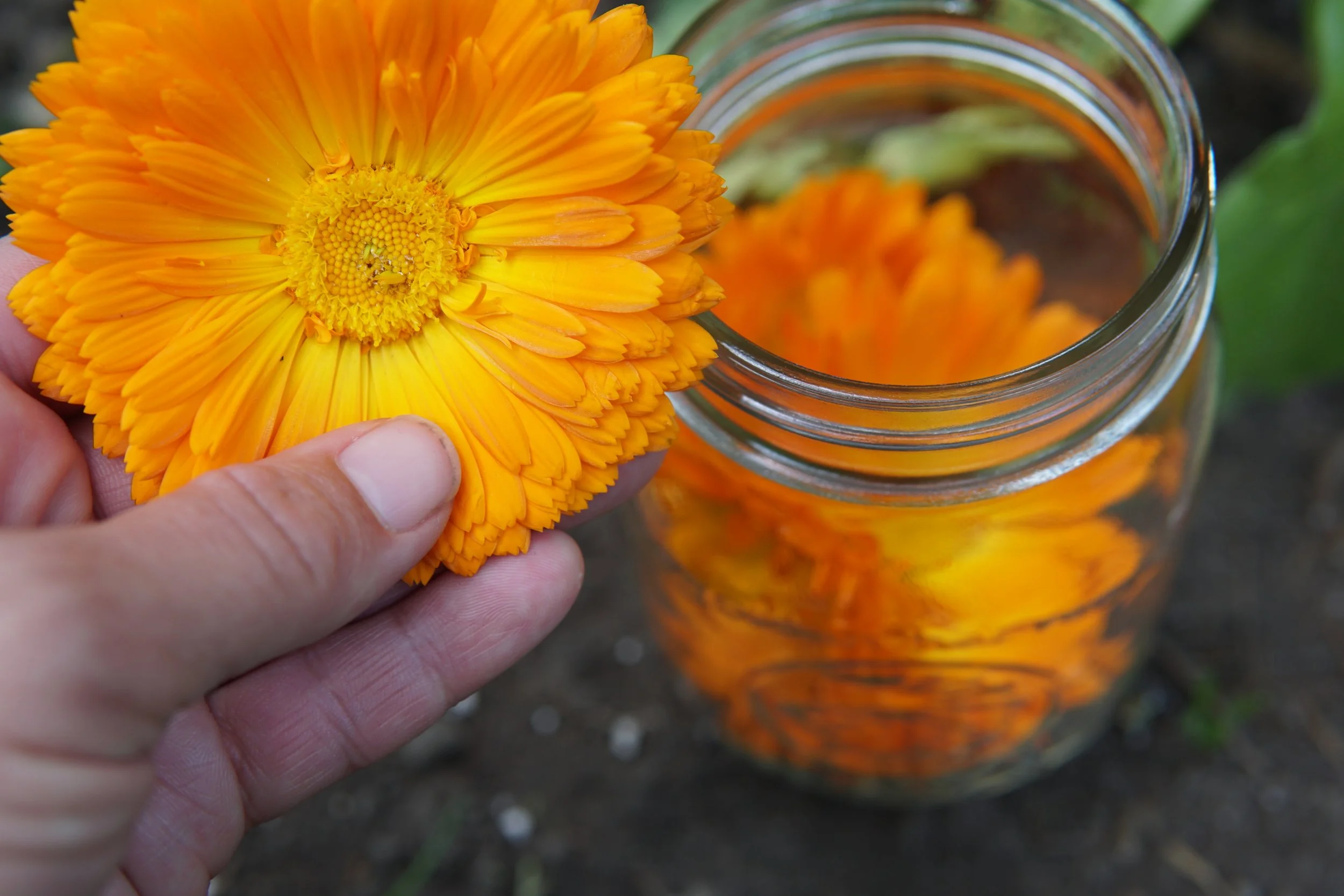 Sunny, sticky Calendula flowers make a wonderful oil for skin care.