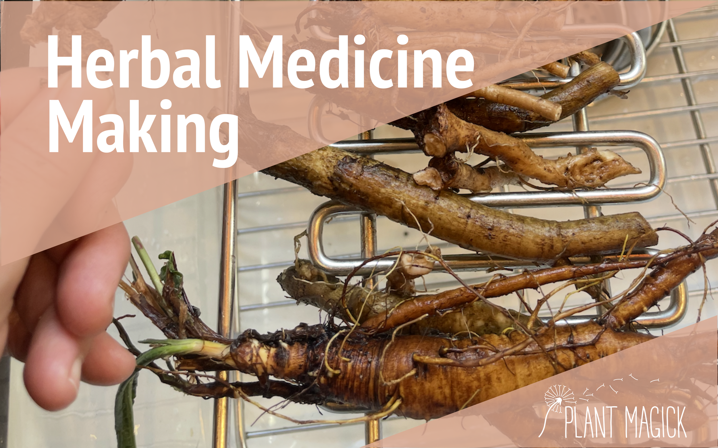 Herbal Medicine Making: Root Tinctures