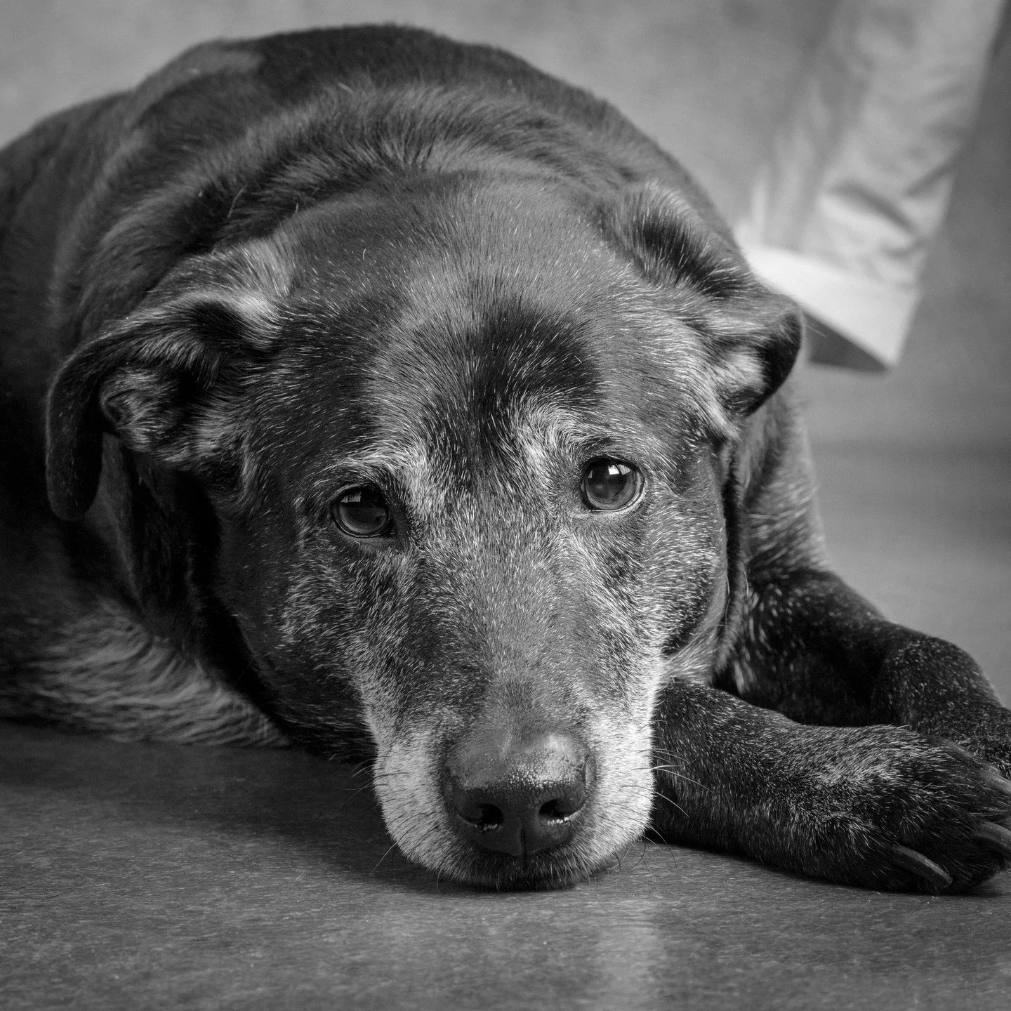 .
.
.
.
.
#davidsutton #suttonstudios #davidsuttonstudios #dogs #dogsofinstagram&nbsp;#petphotography #petphotographer #dogportrait #chicagofamilyphotographer #dogscorner #inspiredbypets #petbox #petstagram #dogsandpals #instadog #dogoftheday #instag