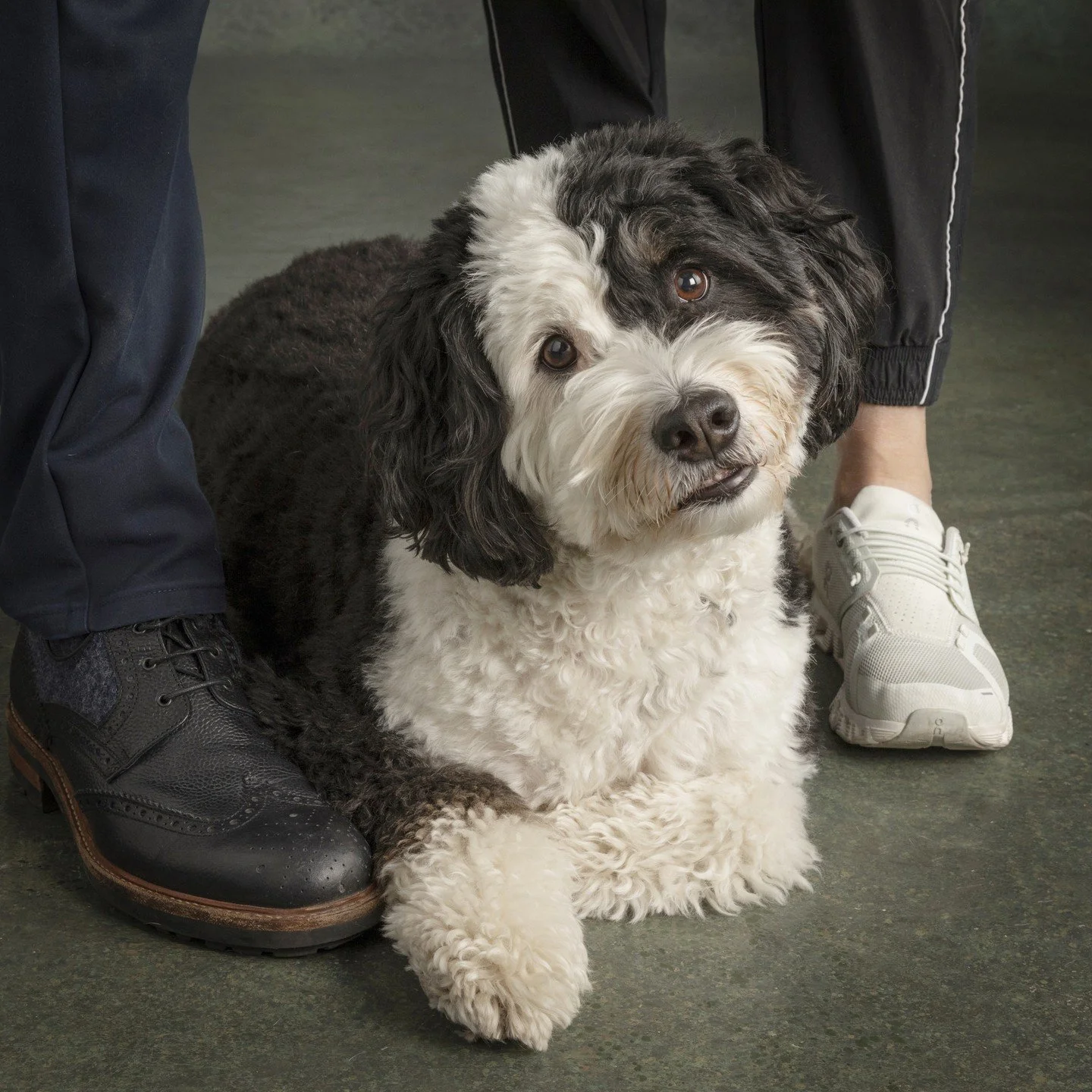 Juniper
.
.
.
.
.
#davidsutton #suttonstudios #davidsuttonstudios #dogs #dogsofinstagram&nbsp;#petphotography #petphotographer #dogportrait #chicagofamilyphotographer #dogscorner #inspiredbypets #petbox #petstagram #dogsandpals #instadog #dogoftheday