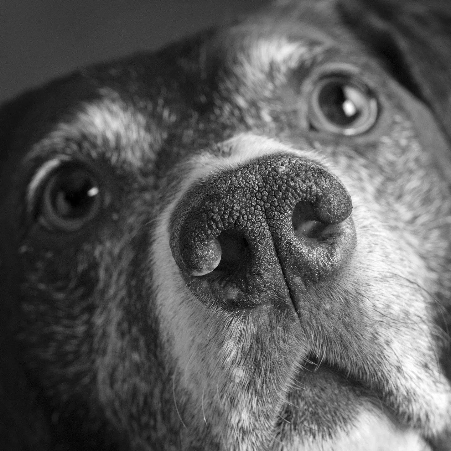 Ollie
.
.
.
.
.
#davidsutton #suttonstudios #davidsuttonstudios #dogs #dogsofinstagram&nbsp;#petphotography #petphotographer #dogportrait #chicagofamilyphotographer #dogscorner #inspiredbypets #petbox #petstagram #dogsandpals #instadog #dogoftheday #