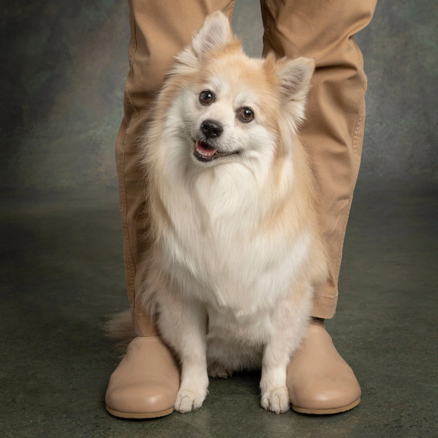 Poppy &amp; Sherry
.
.
.
.
.
#davidsutton #suttonstudios #davidsuttonstudios #dogs #dogsofinstagram&nbsp;#petphotography #petphotographer #dogportrait #chicagofamilyphotographer #dogscorner #inspiredbypets #petbox #petstagram #dogsandpals #instadog #