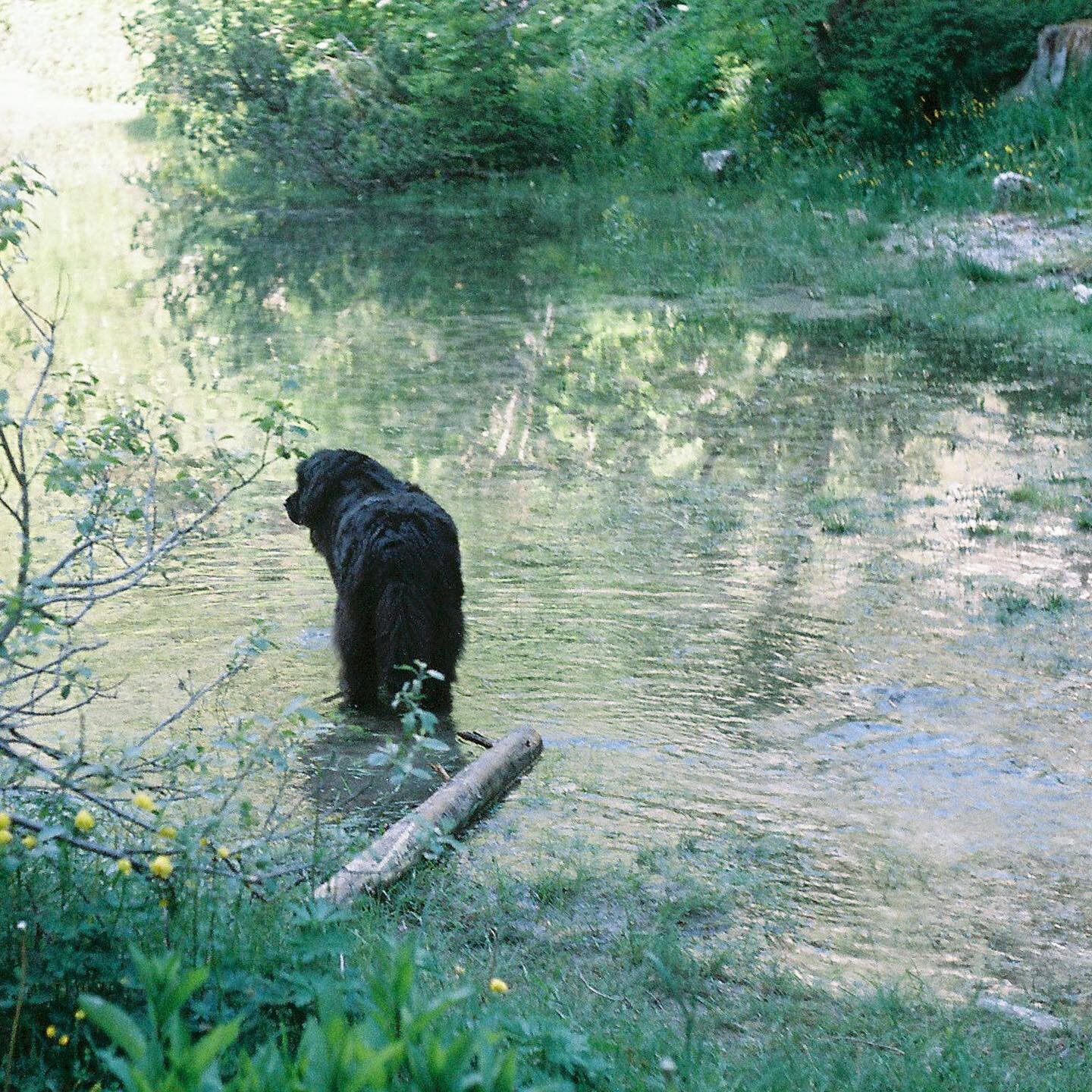 I love Lily🐕&zwj;🦺🐕&zwj;🦺🐕&zwj;🦺

#hotellagodibraies #braies #italy #italytravel #dog #dogphotography #leica #leicam3 #filmphotography #portra #travelphotography #igers