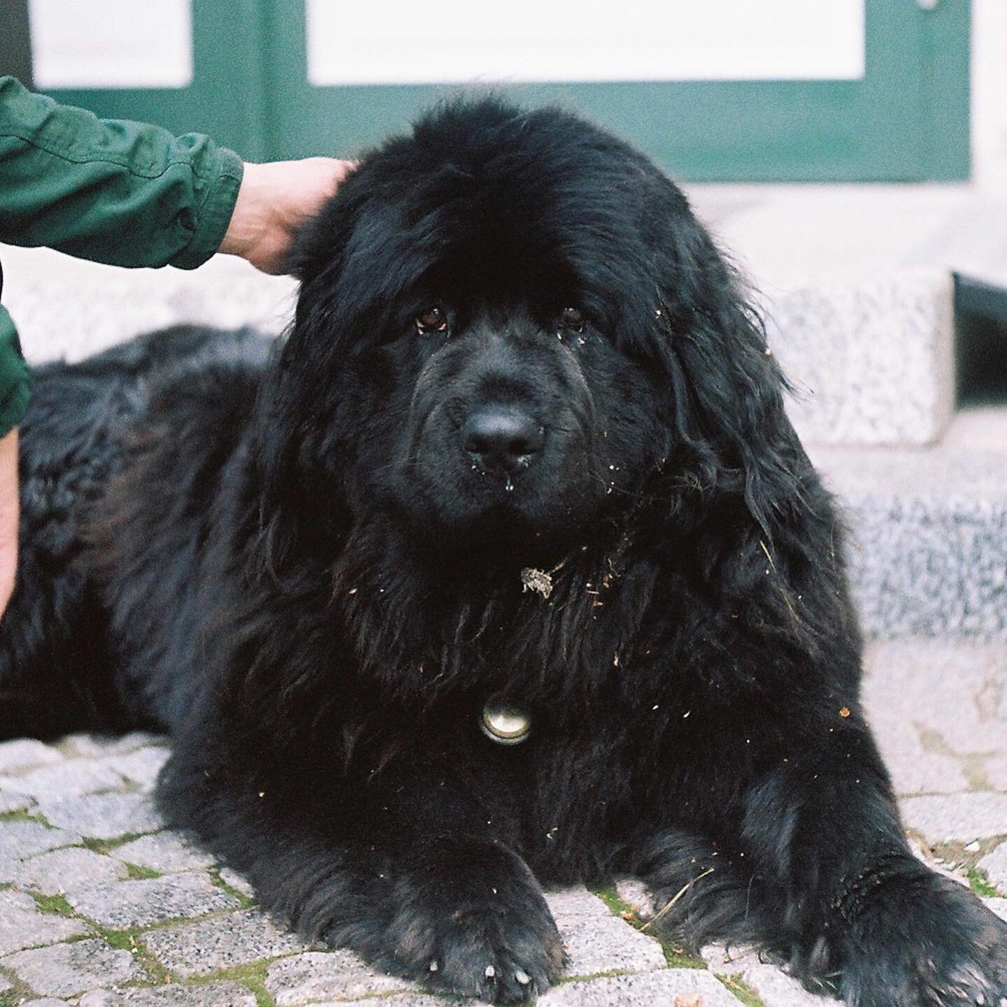 I love Lily🐕&zwj;🦺🐕&zwj;🦺

#hotellagodibraies #braies #italy #italytravel #dog #dogphotography #leica #leicam3 #filmphotography #portra #travelphotography #igers