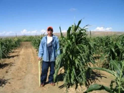 Mike standing next to a tall cornstalk