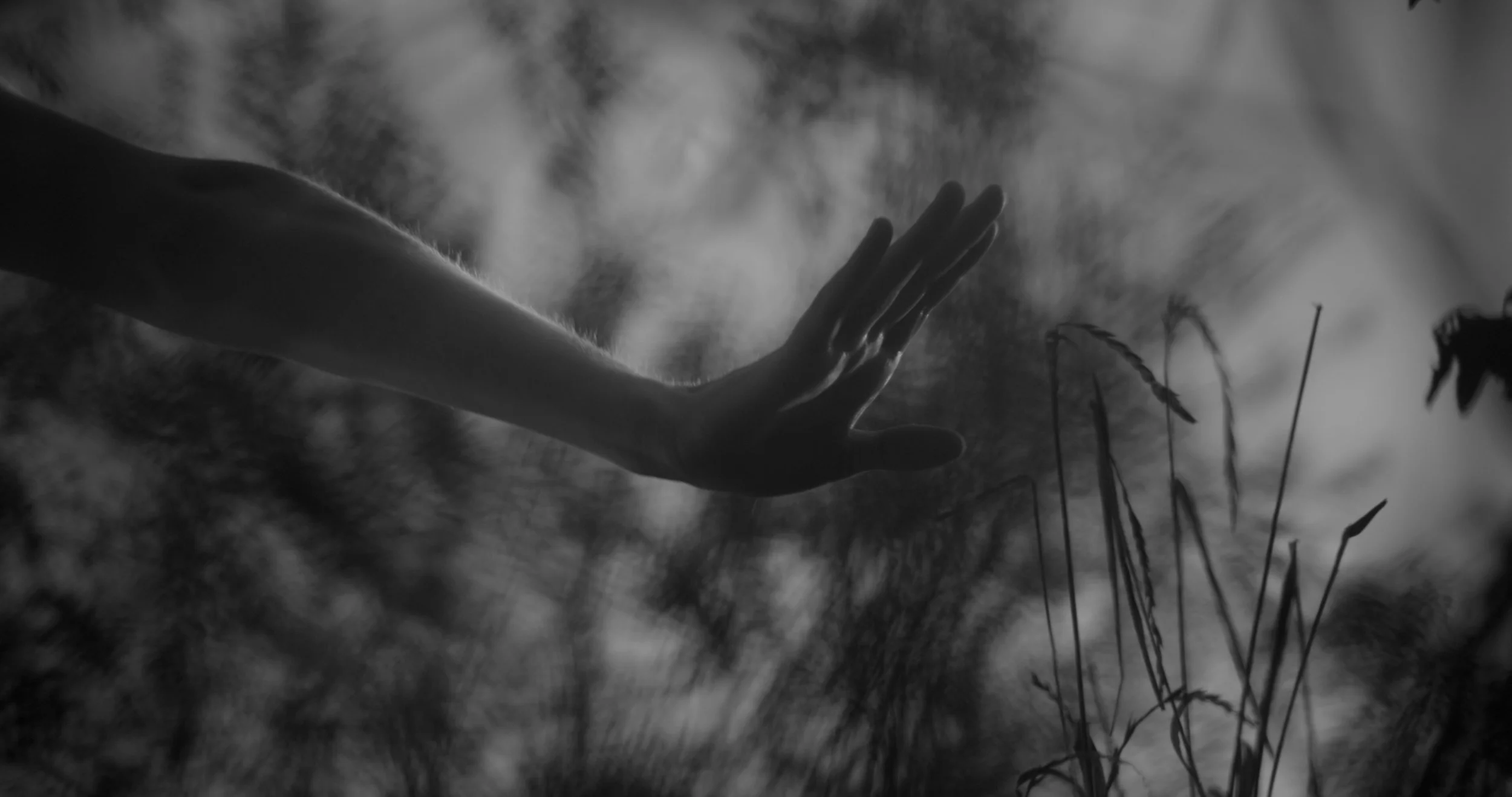 The Swan - Performed by Rachel Schmidt