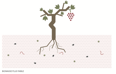 La vigne, dans un sol tassé, accablé par les pesticides, les fongicides, les herbicides se voit, peu à peu appauvrie de sa microflore et faune. Les relations entre racines et sol deviennent plus difficiles, l’azote est moins fixé et, tout au bout de la chaine, le vin est moins complexe