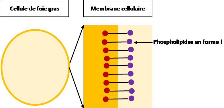 La cellule de foie gras est intéressante pour sa membrane qui contient des phospholipides. Ils “emprisonnent” tous les lipides qui, jours après jours envahissent les cellules du foie. Mais cette substance est très fragile et perd vite ses propriétés uniques !