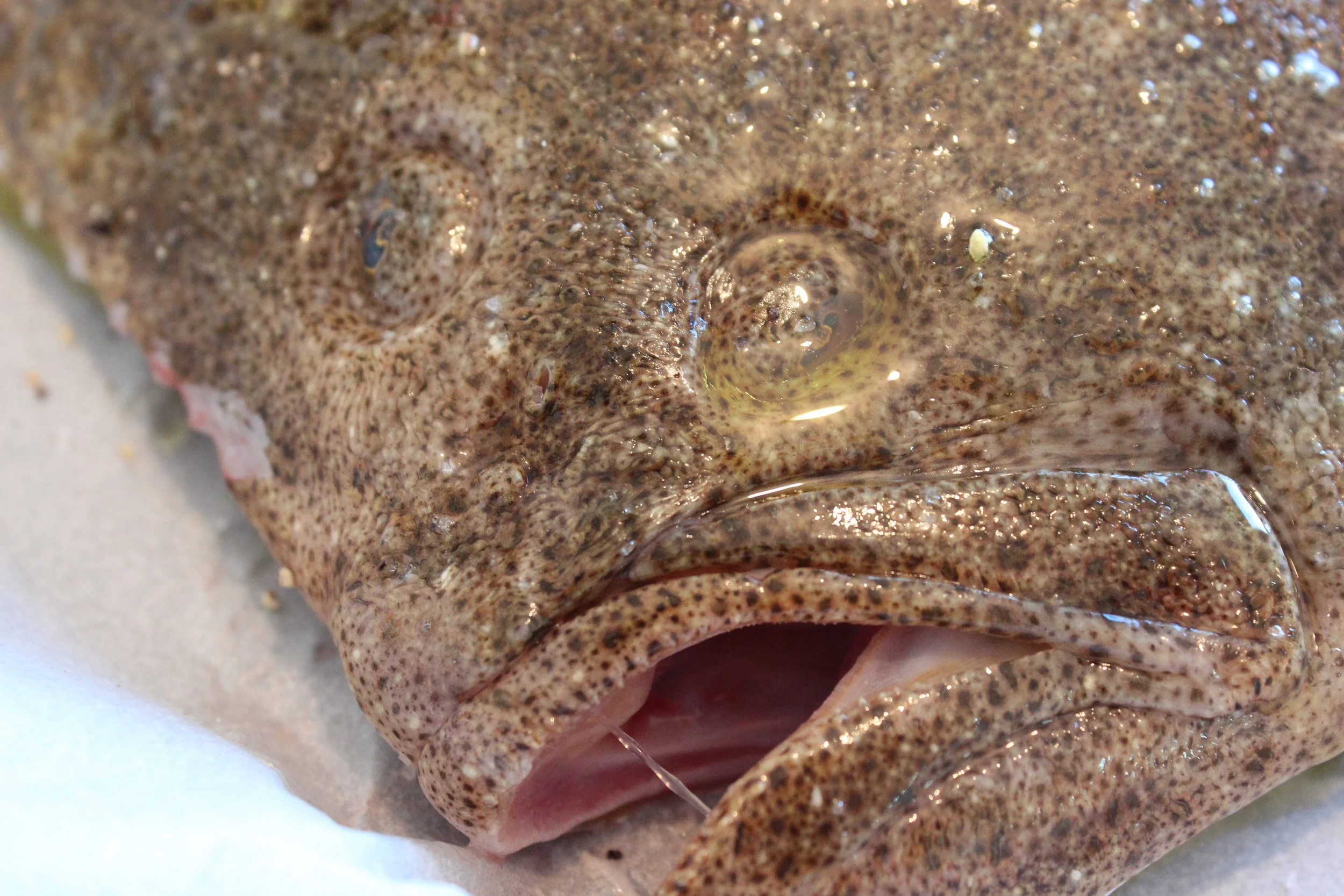 TURBOT ET CUISSON AU FOUR