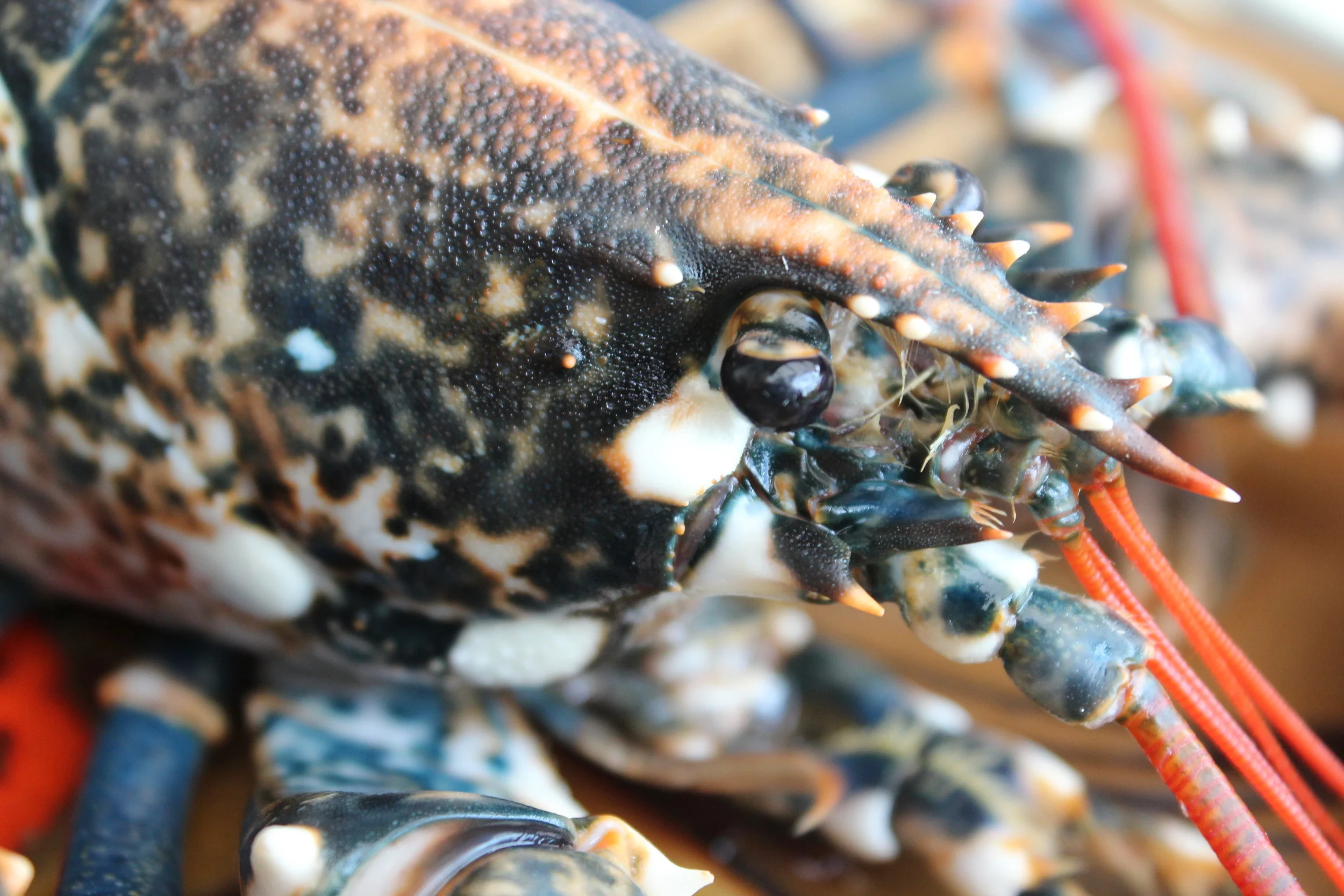 HOMARD ET ÉBULLITION