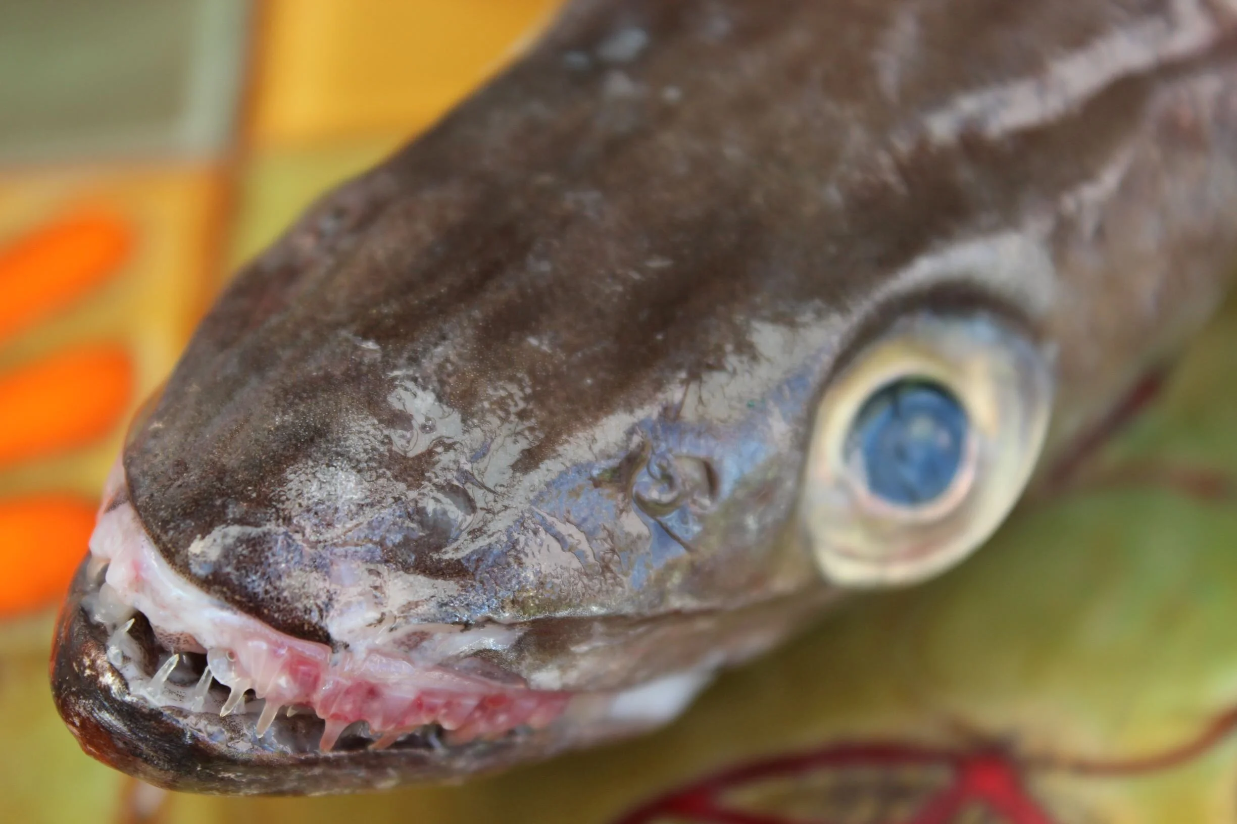 LE COLIN ASCENDANT MAYONNAISE