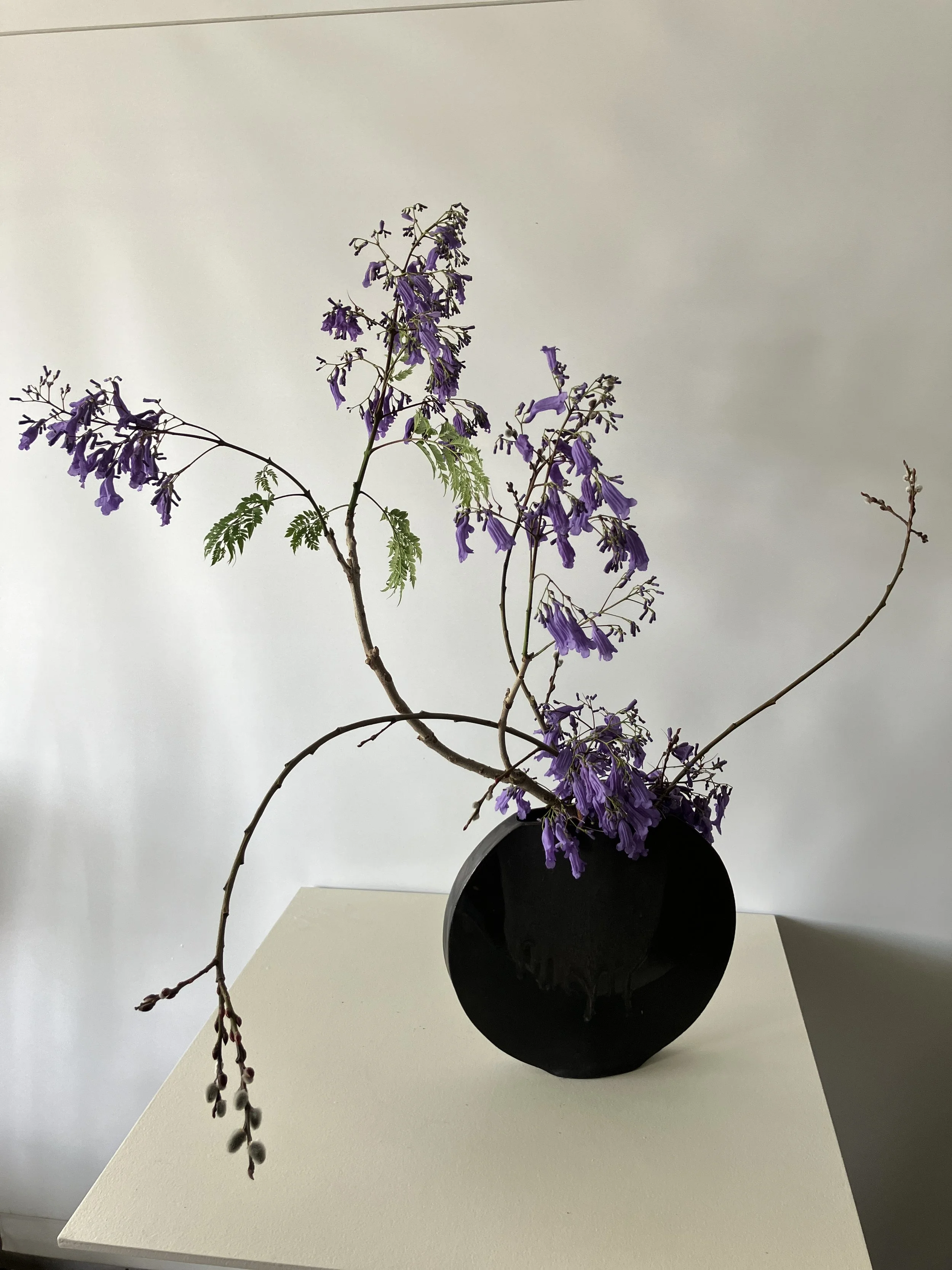 Ella Jacaranda2.JPG
