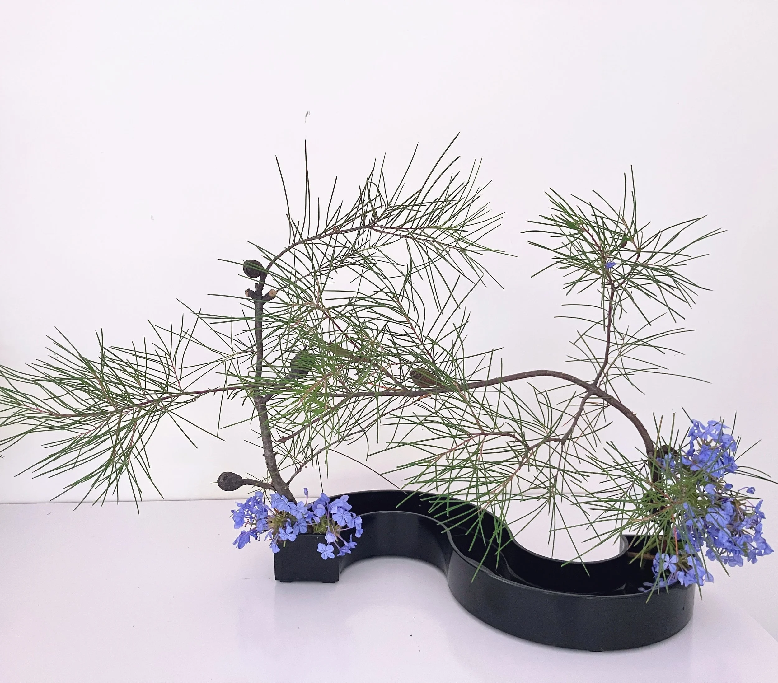 Bernadette Spring 2.JPG