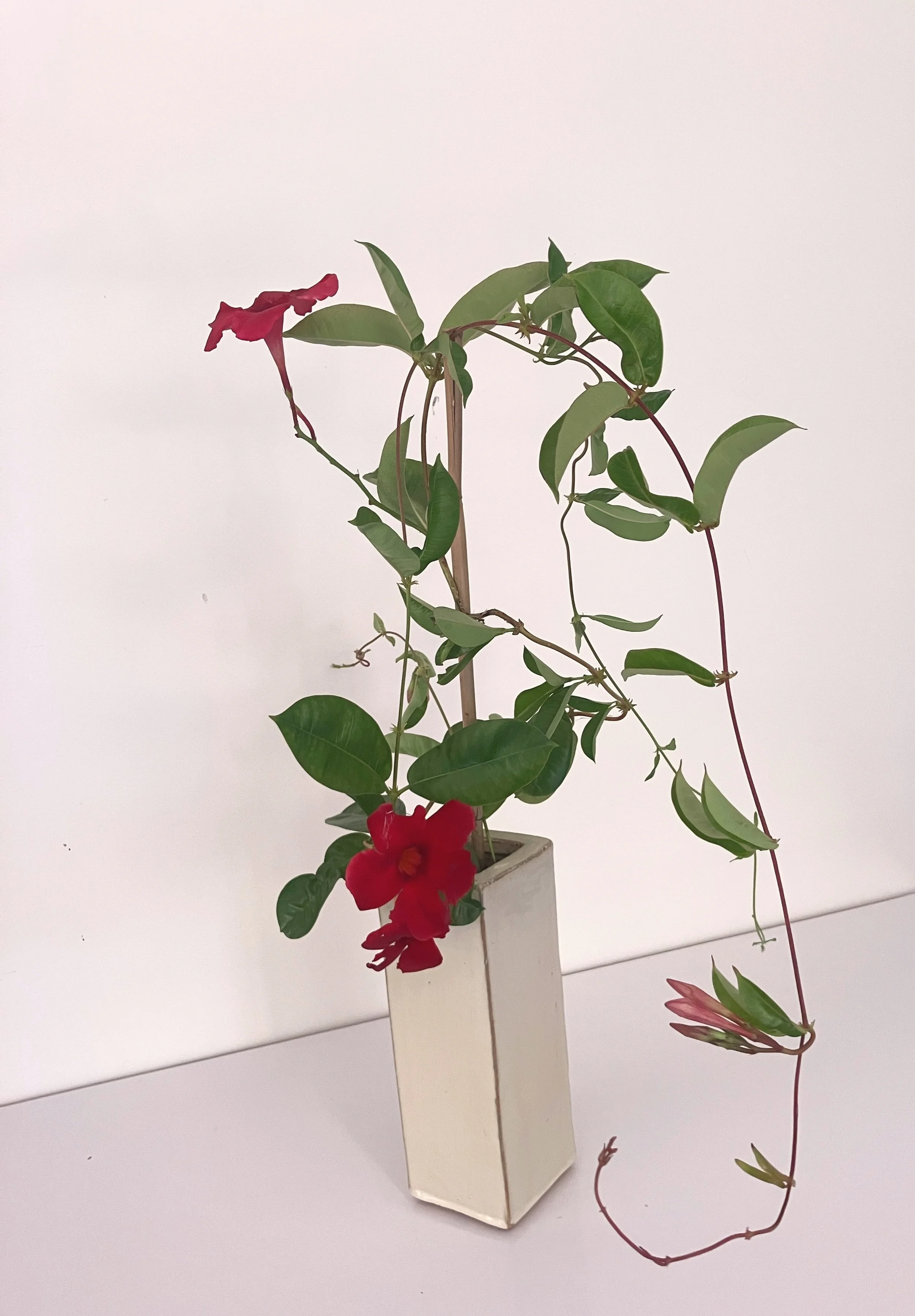 bernadette Vines.JPG