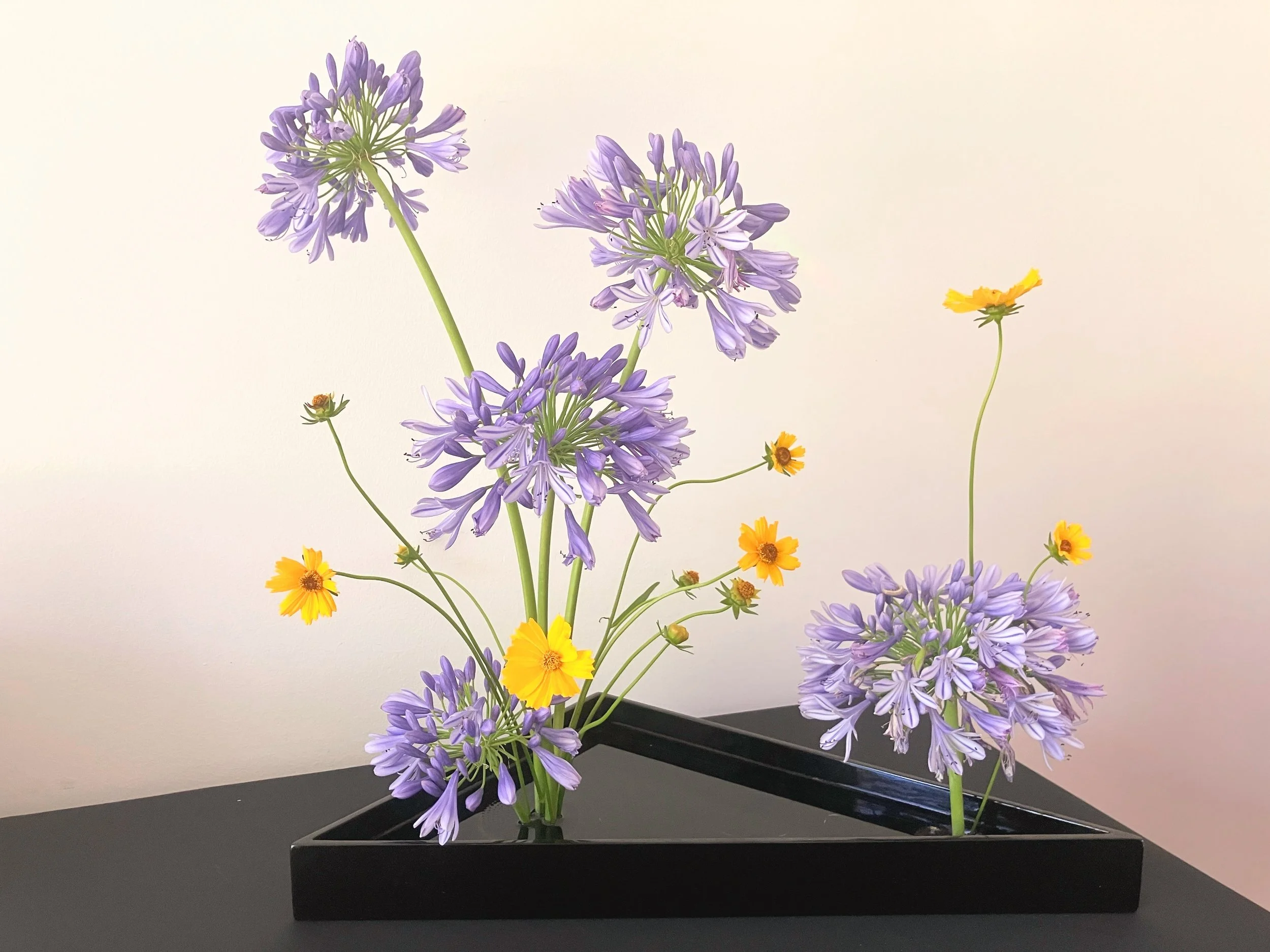 Ella colors in contrast.JPG