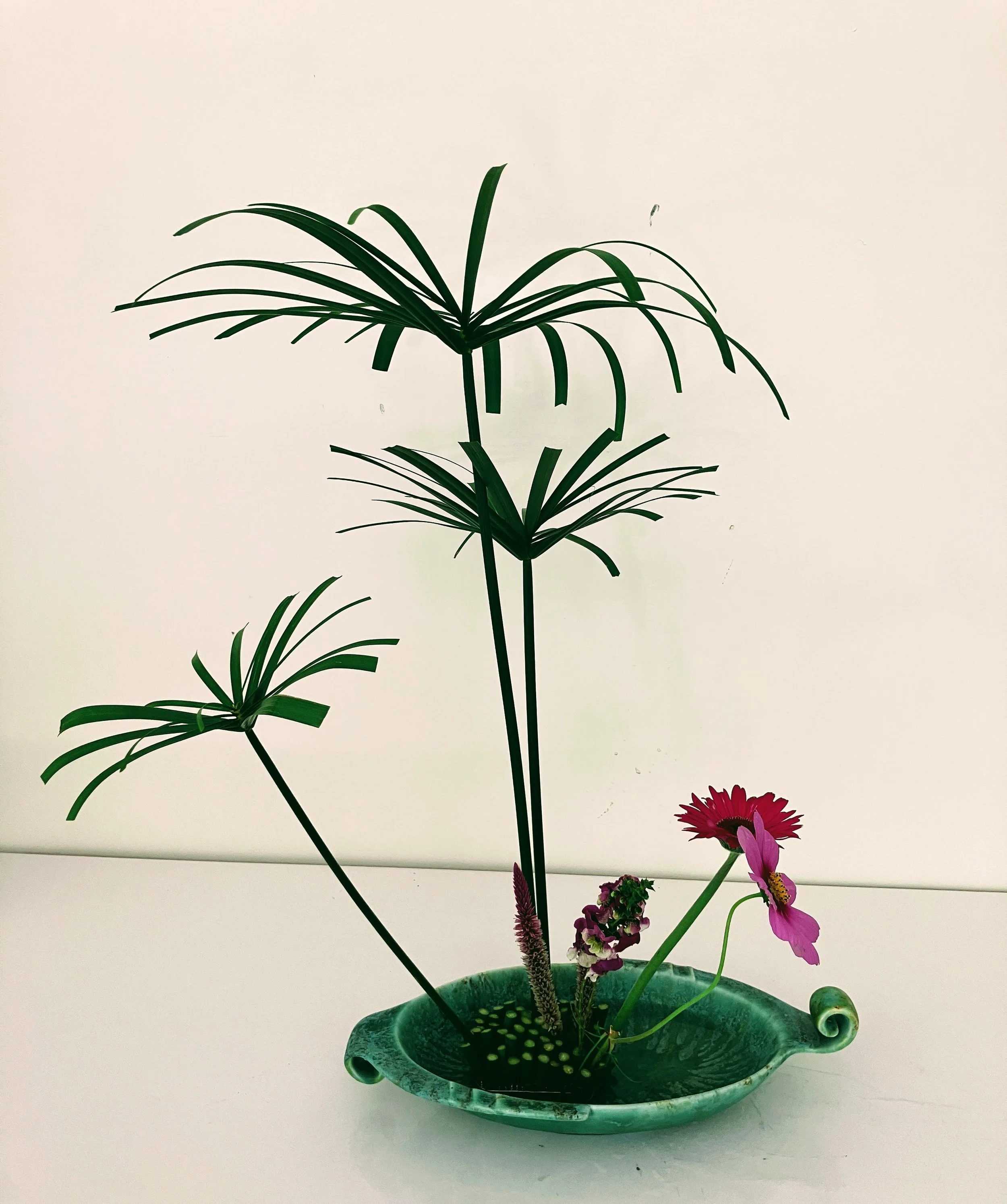 20.2.26 Papyrus1.JPG