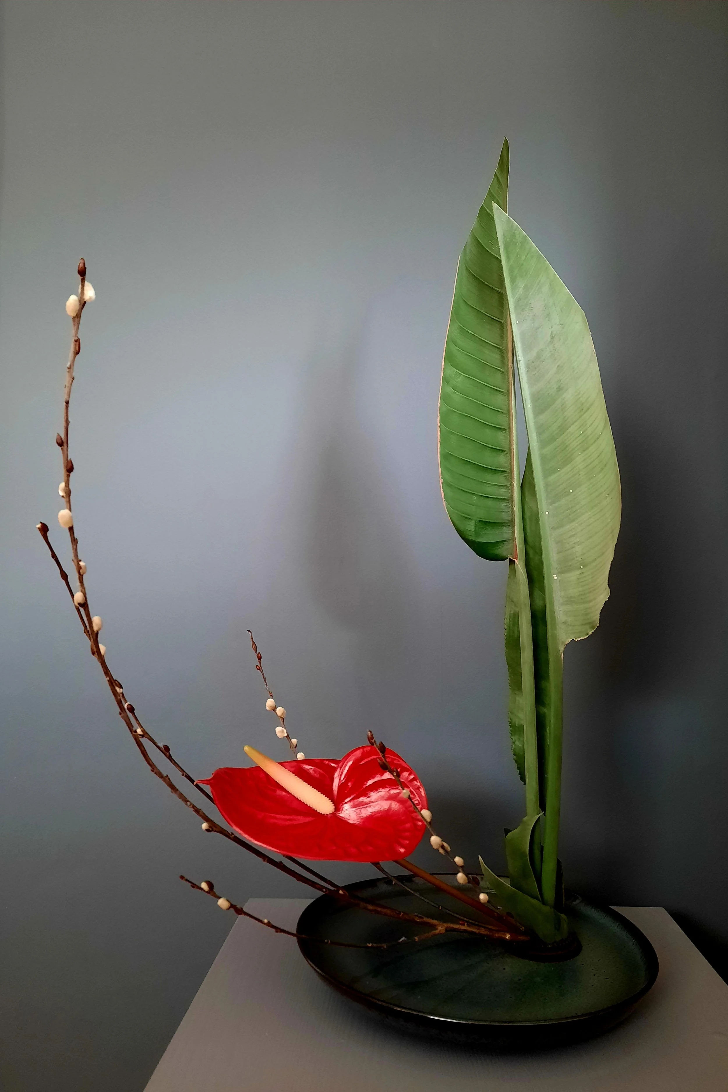 steffi gerade und gebogen 2.jpg