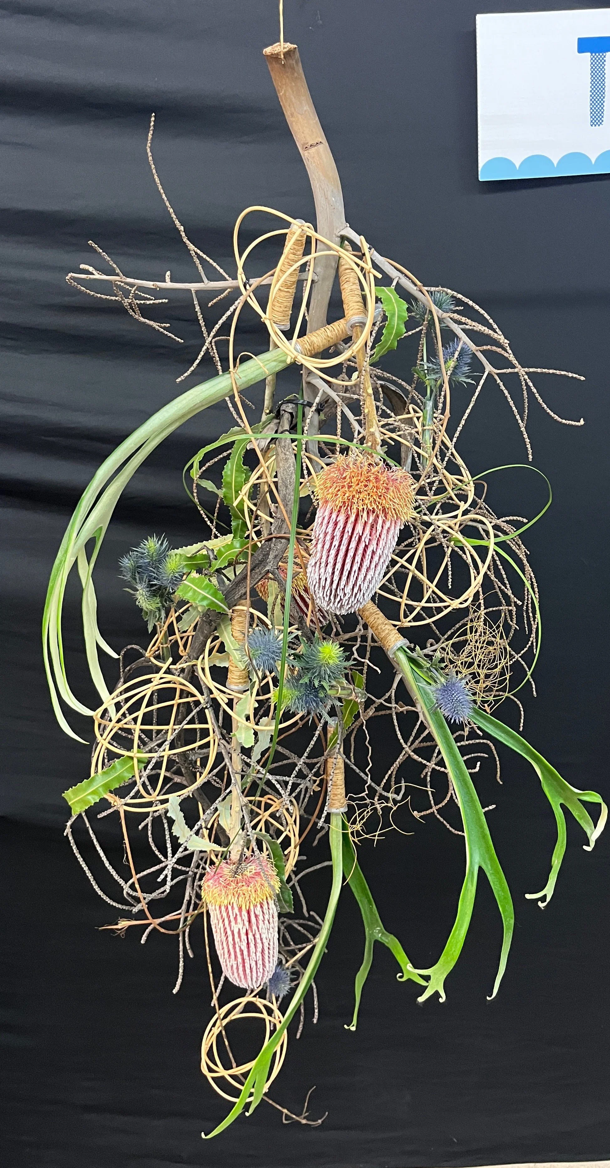 Nambour 2026 Tangled.JPG