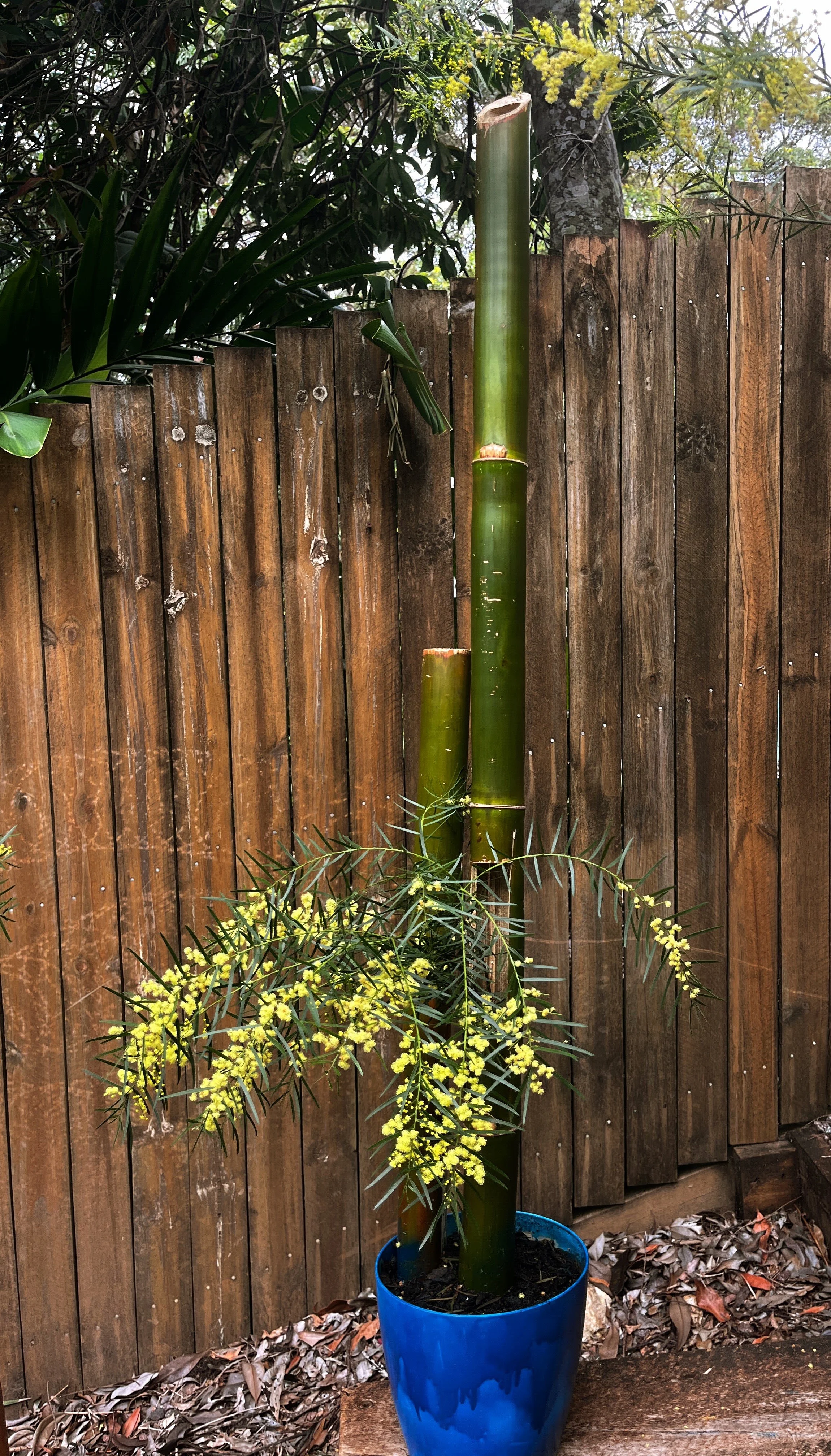 Ella Bamboo-sculpture 2.JPG