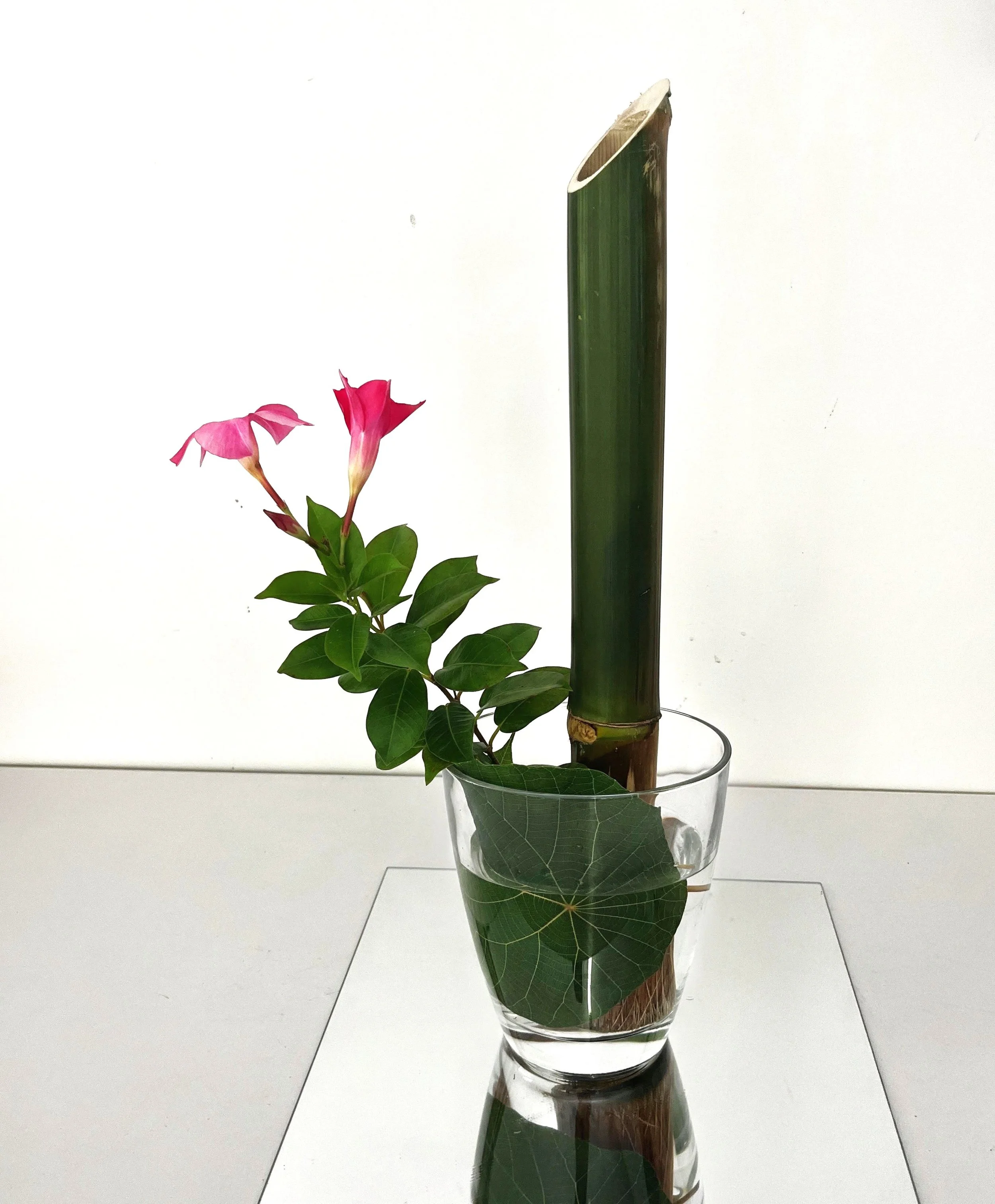 ella bamboo.jpg