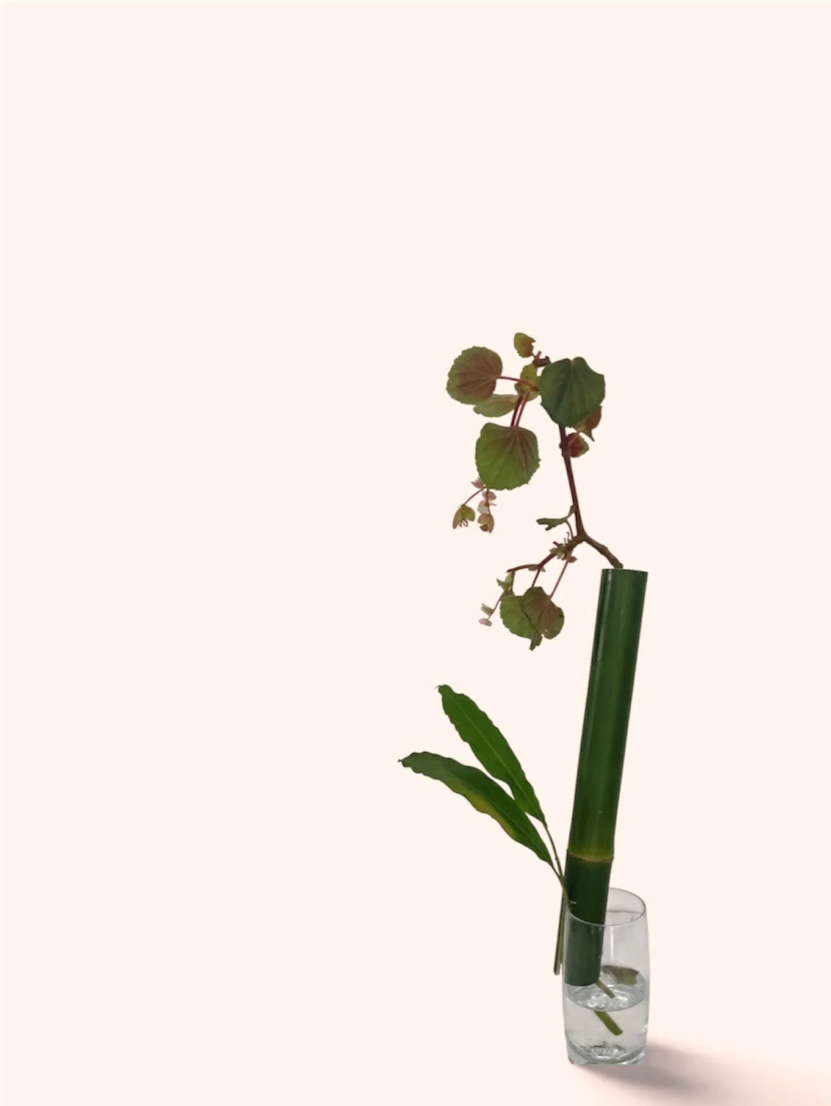 Helen bamboo.jpg
