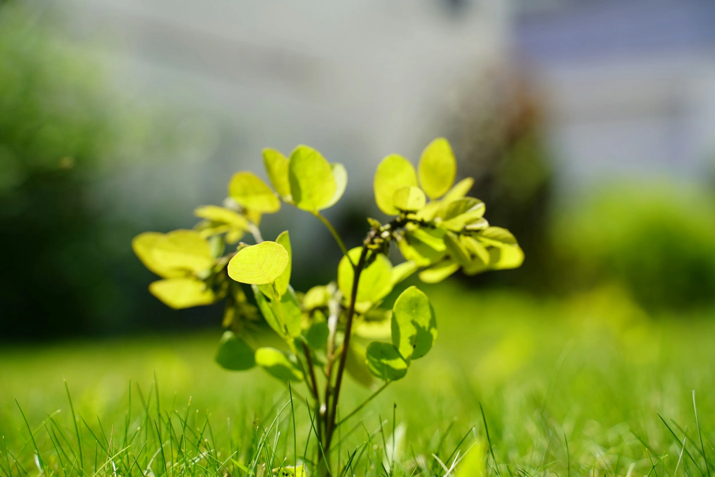 Sapling