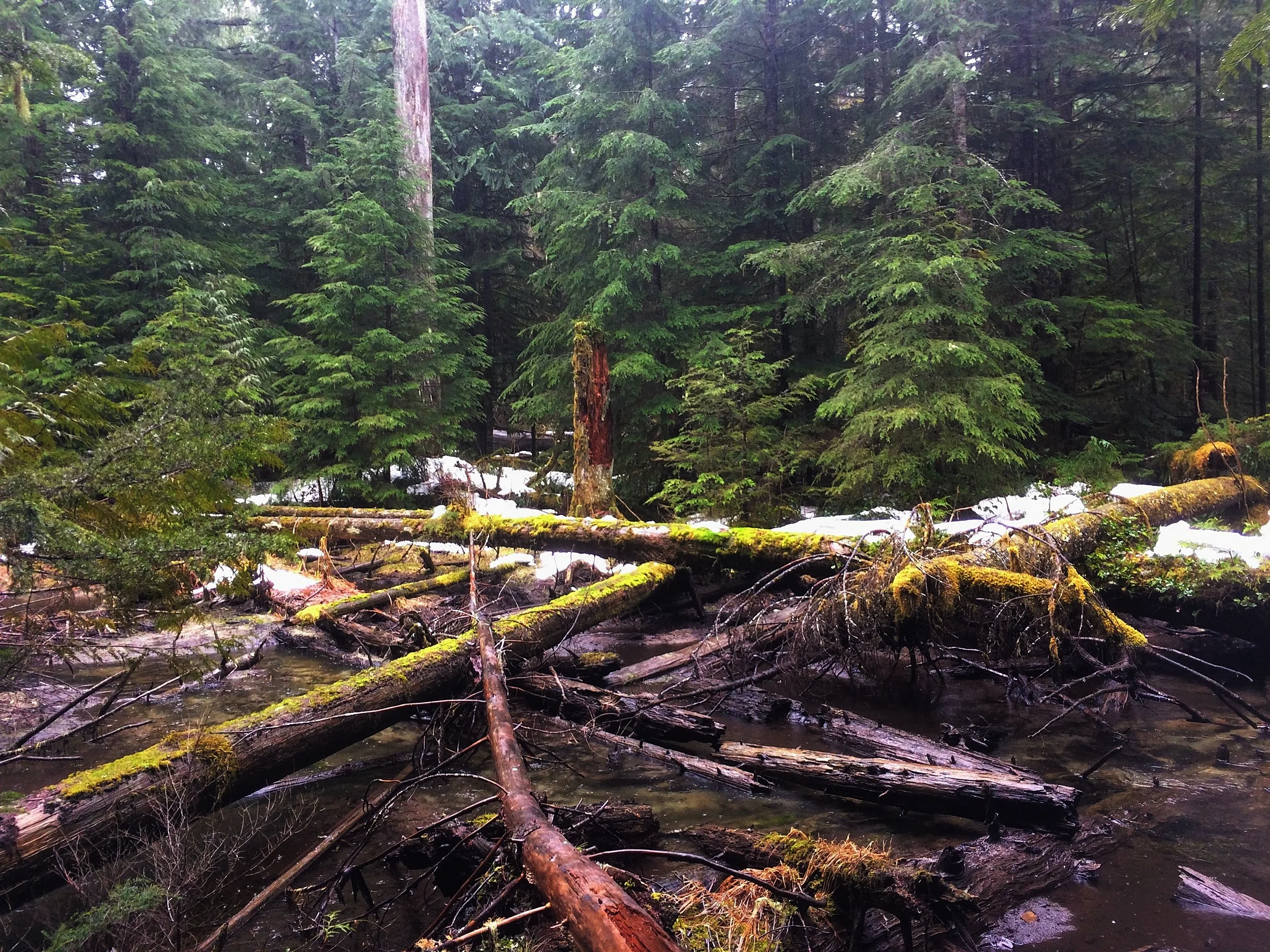 A Nice Walk in the Rain