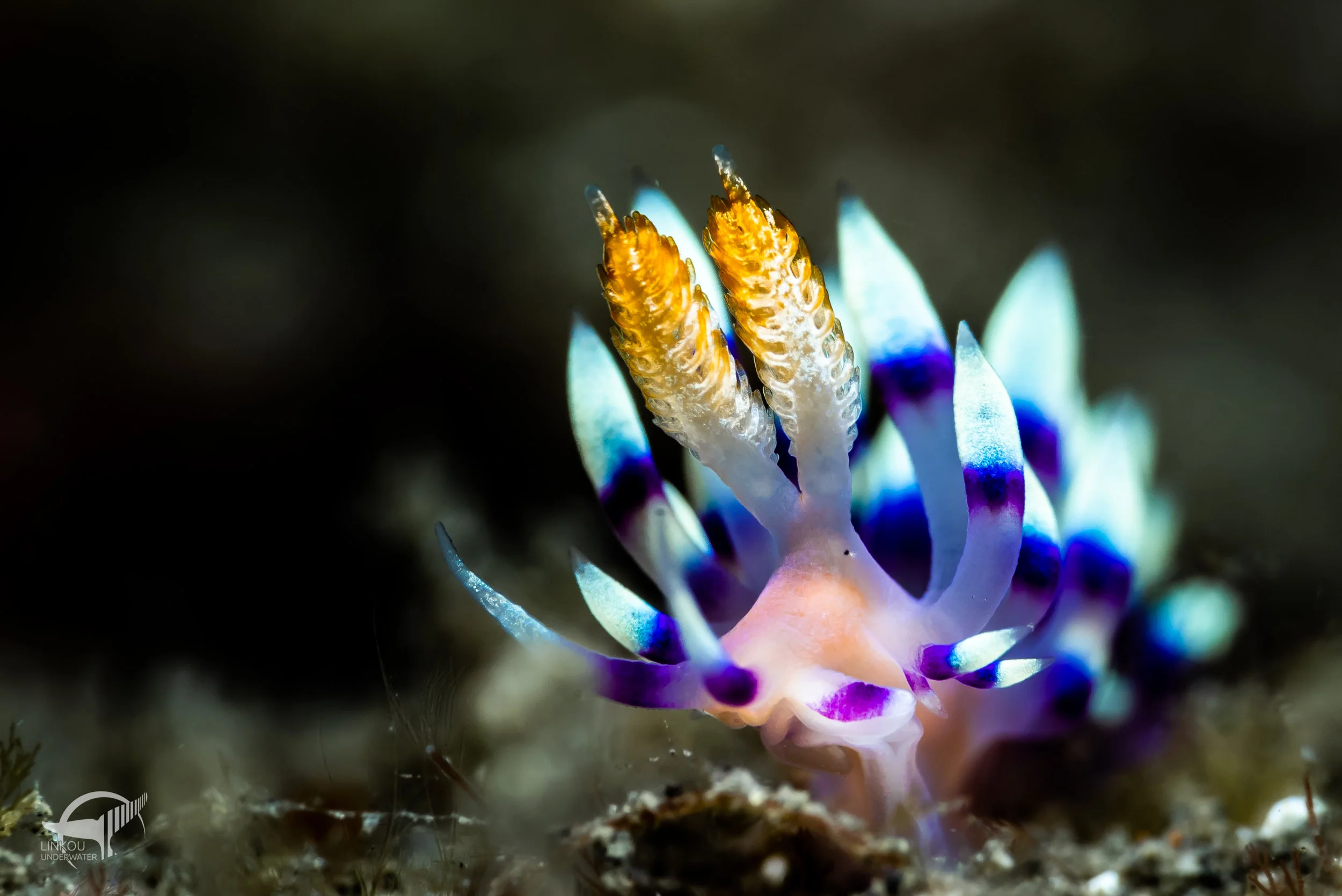 Coryphellina exoptata