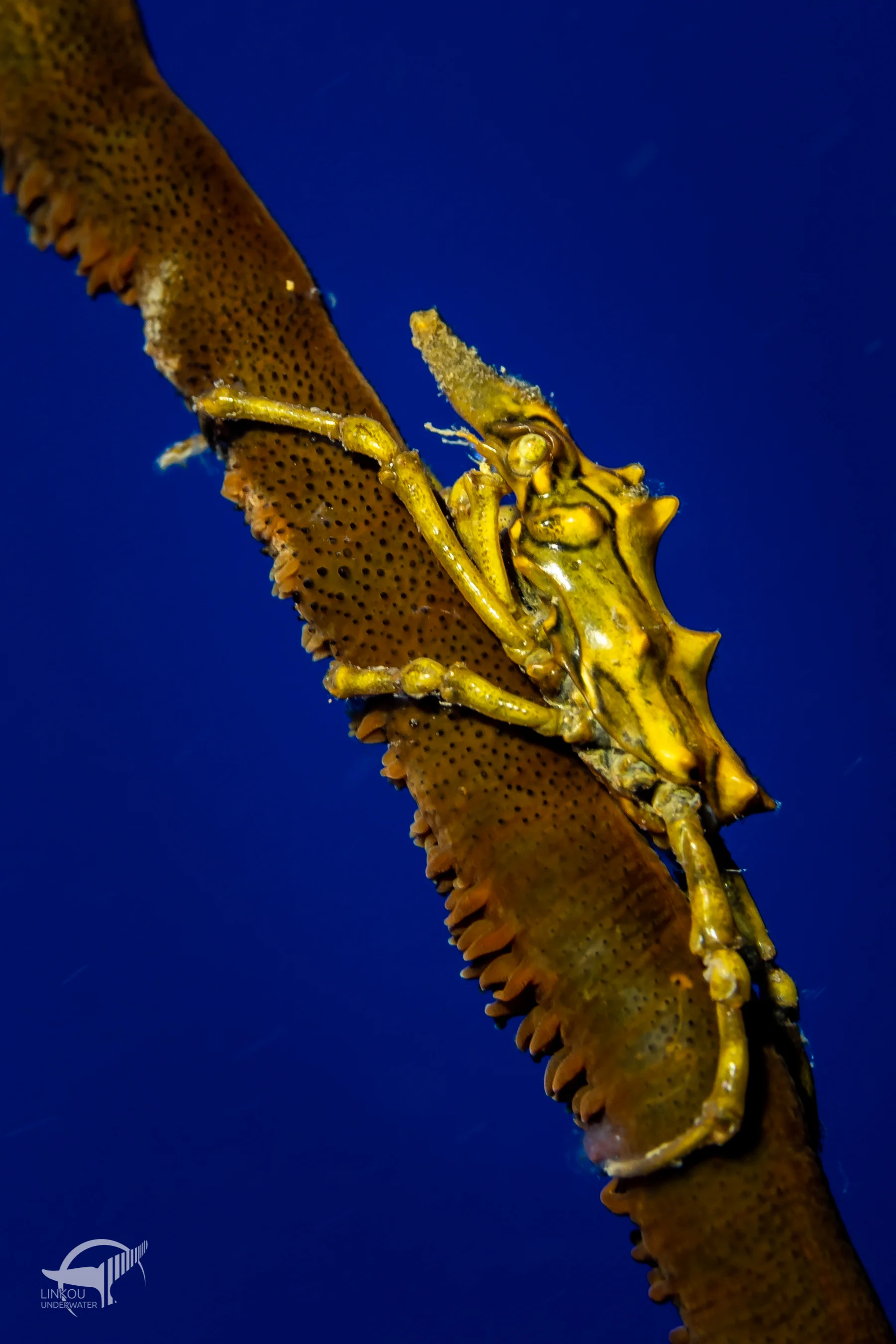 Xenocarcinus tuberculatus