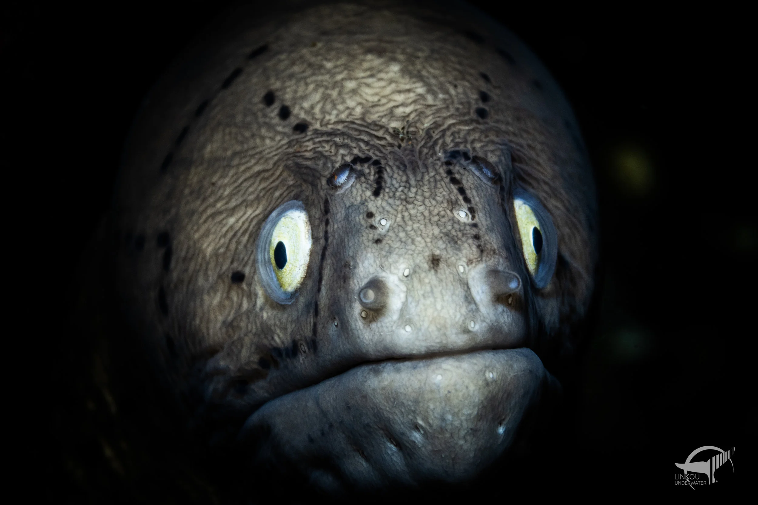Gymnothorax griseus