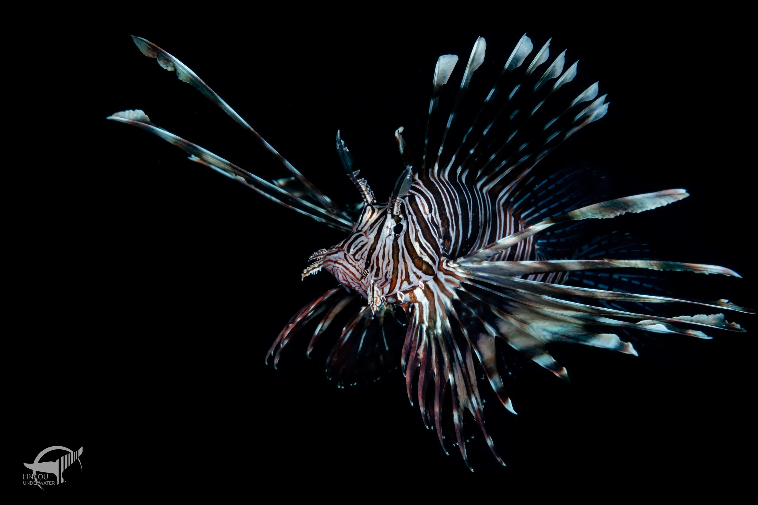 Pterois volitans