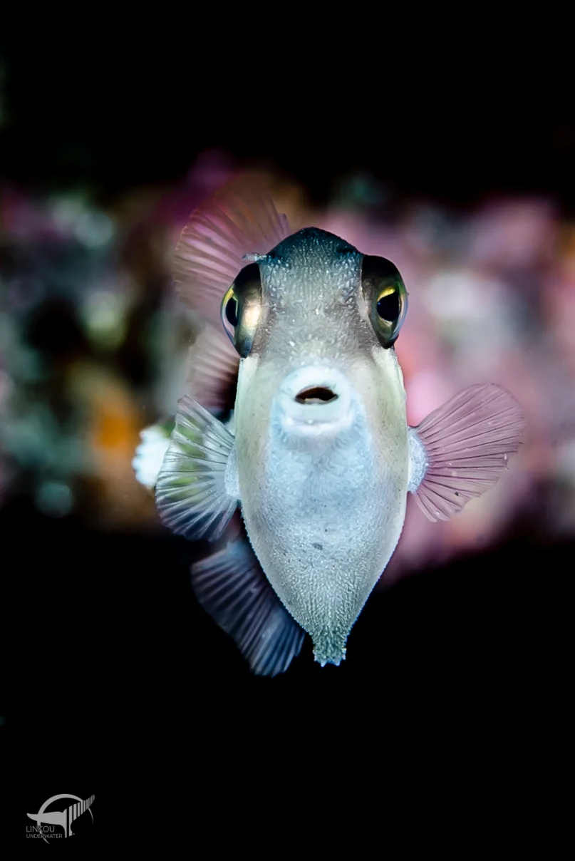 Sufflamen albicaudatum (juvenile)