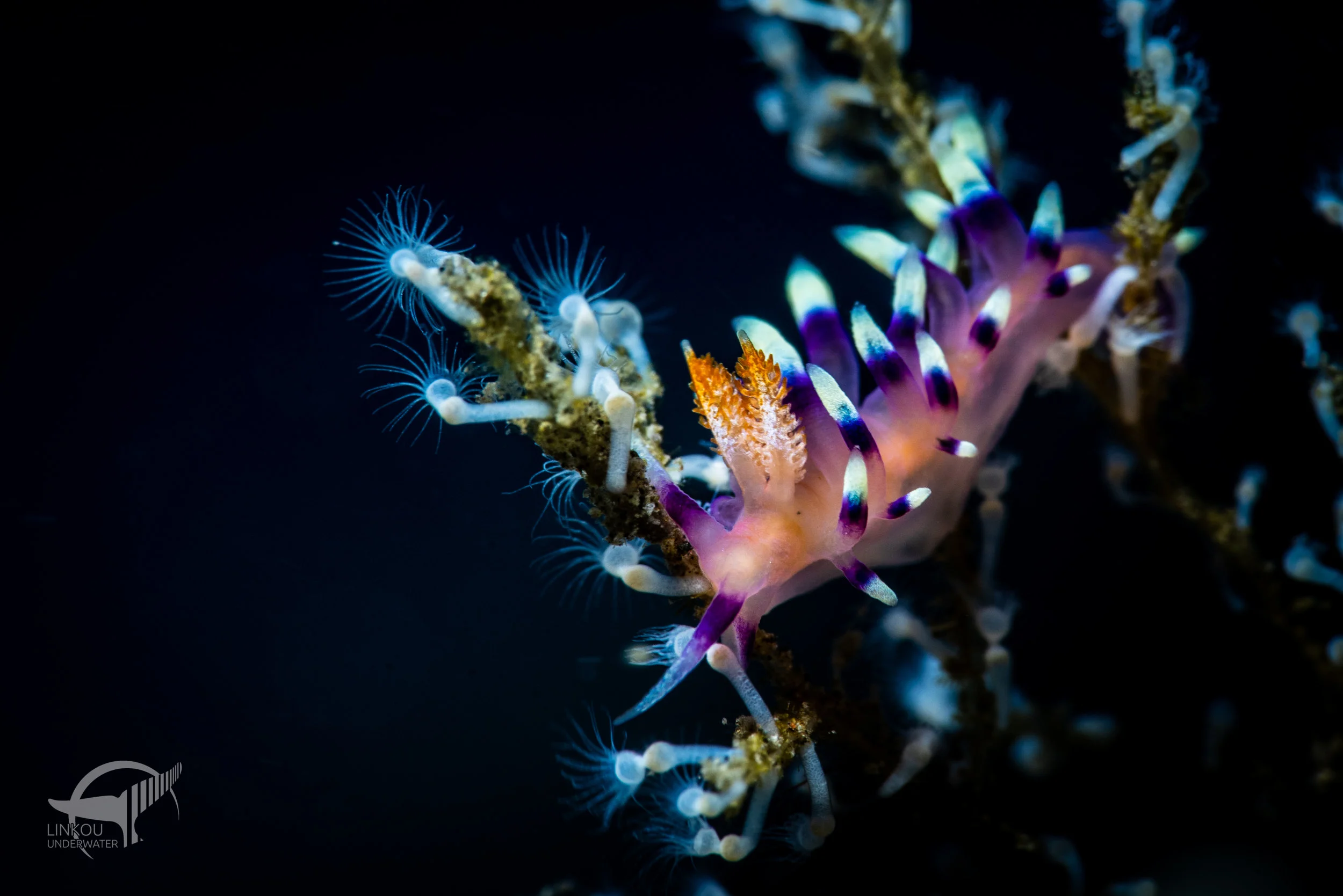 Coryphellina exoptata