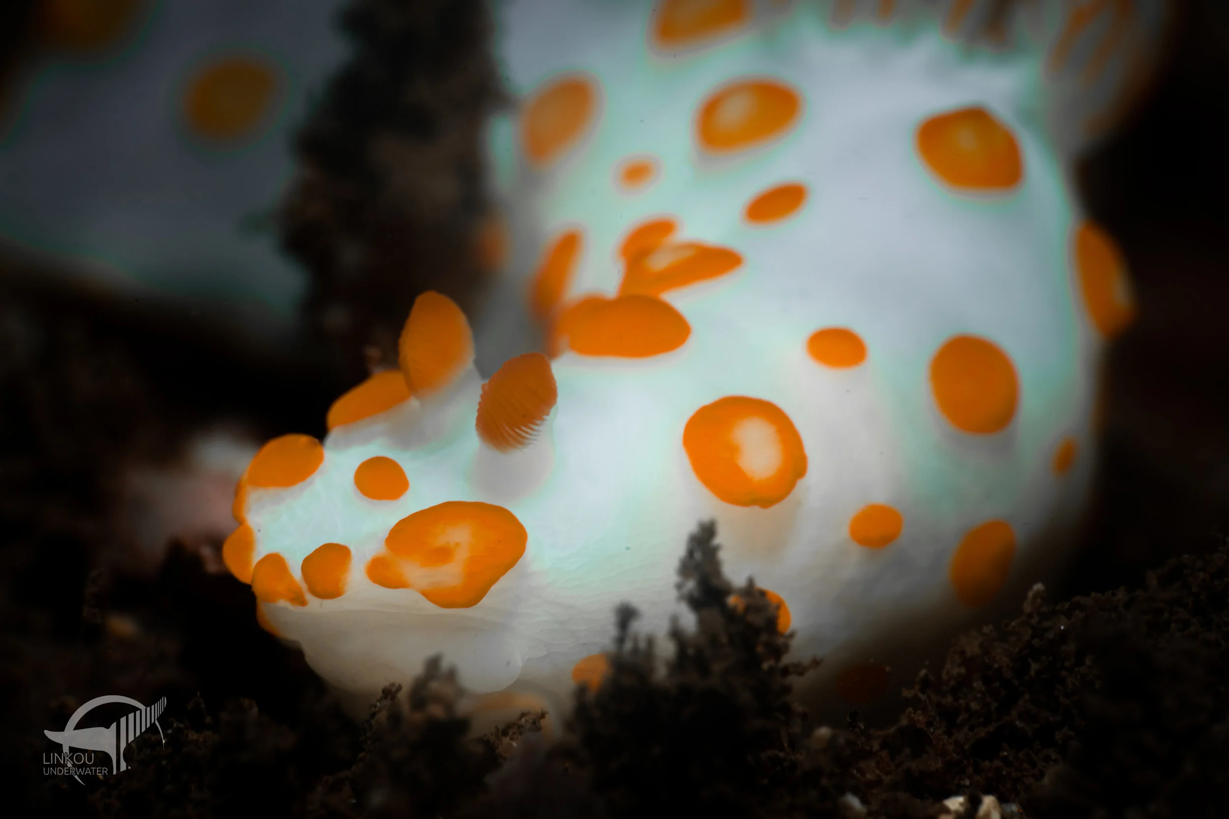 Gymnodoris impudica