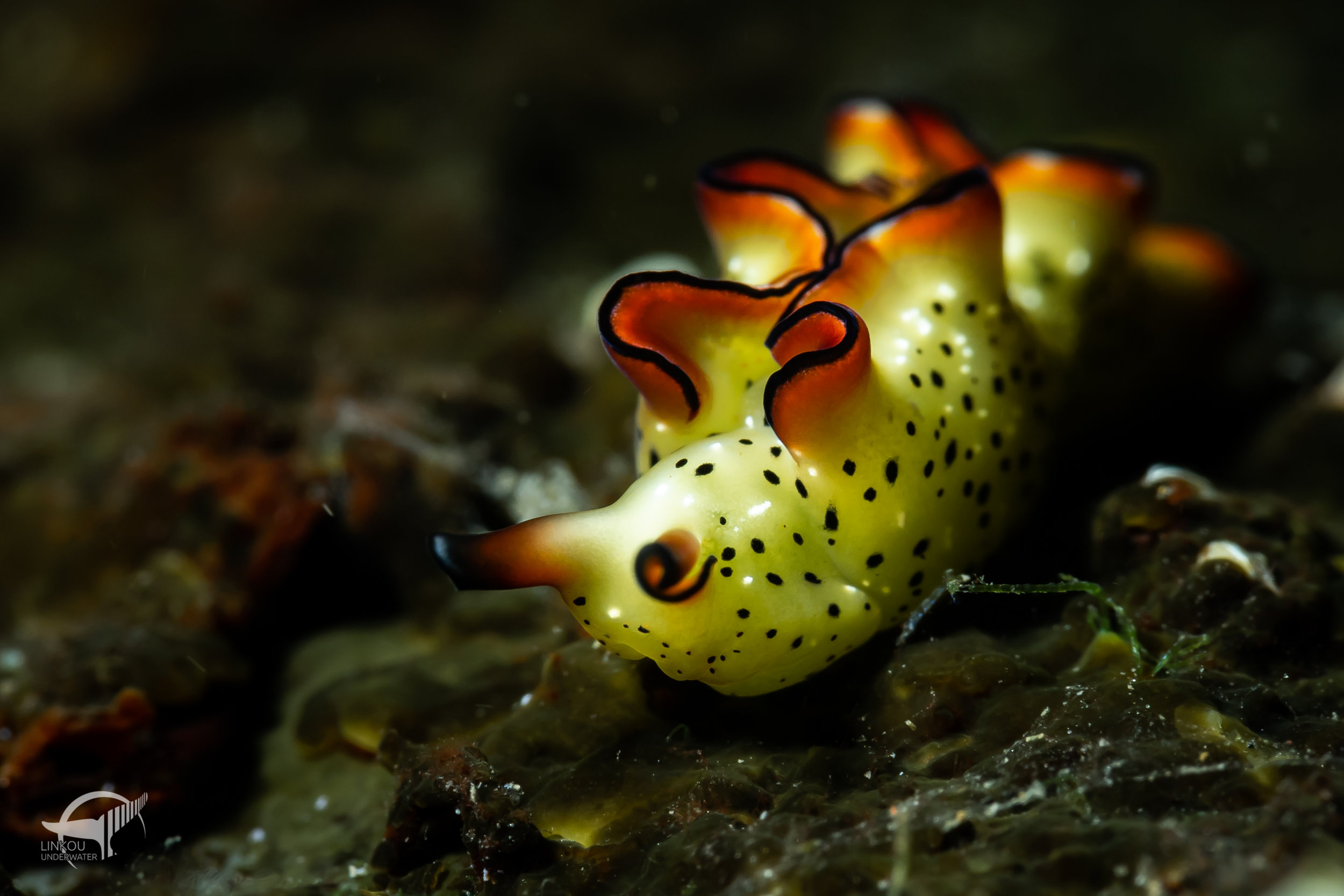 Elysia marginata